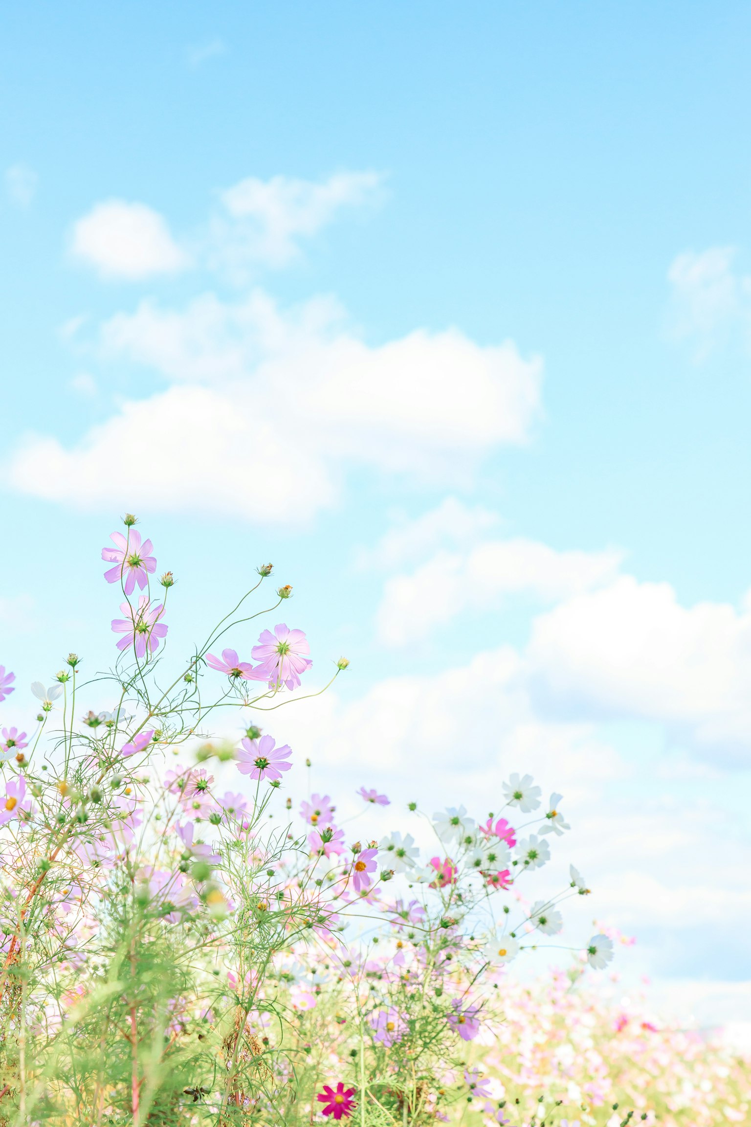 Scenic view of a flower field under a blue sky with colorful blooms