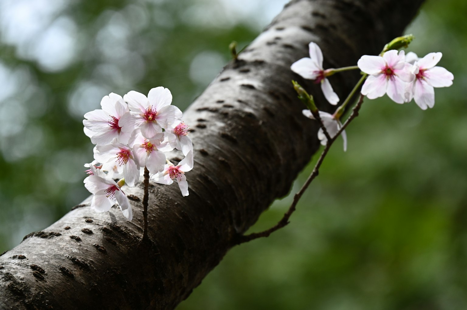 Gros plan de fleurs de cerisier sur une branche d'arbre