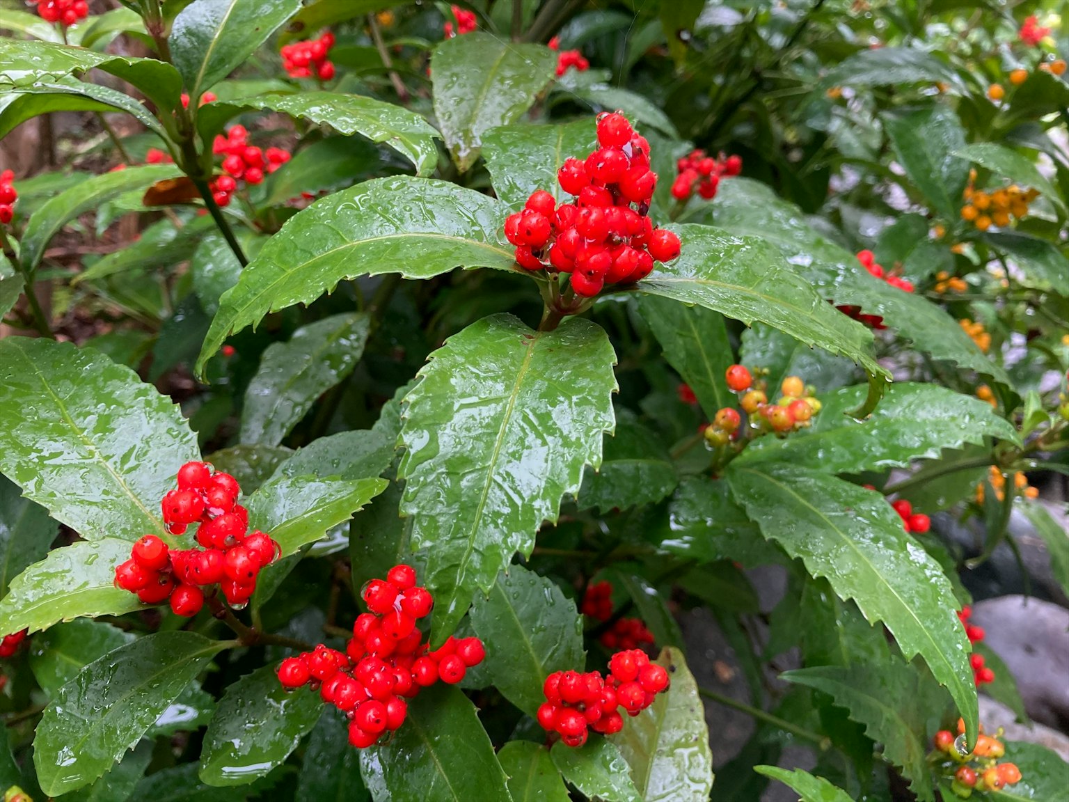 Primo piano di una pianta con bacche rosse e foglie verdi