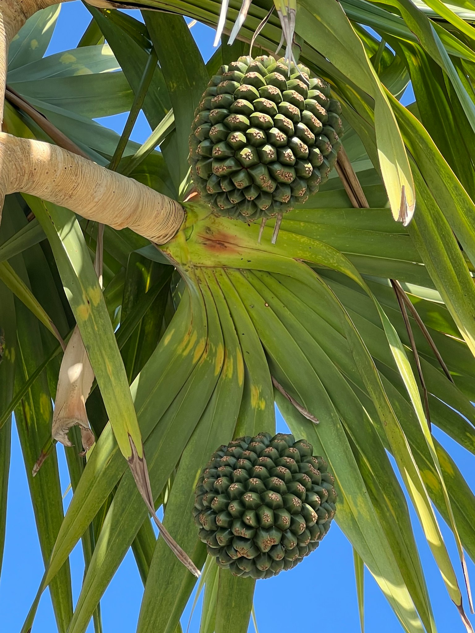 緑色の果実がついたヤシの木の葉