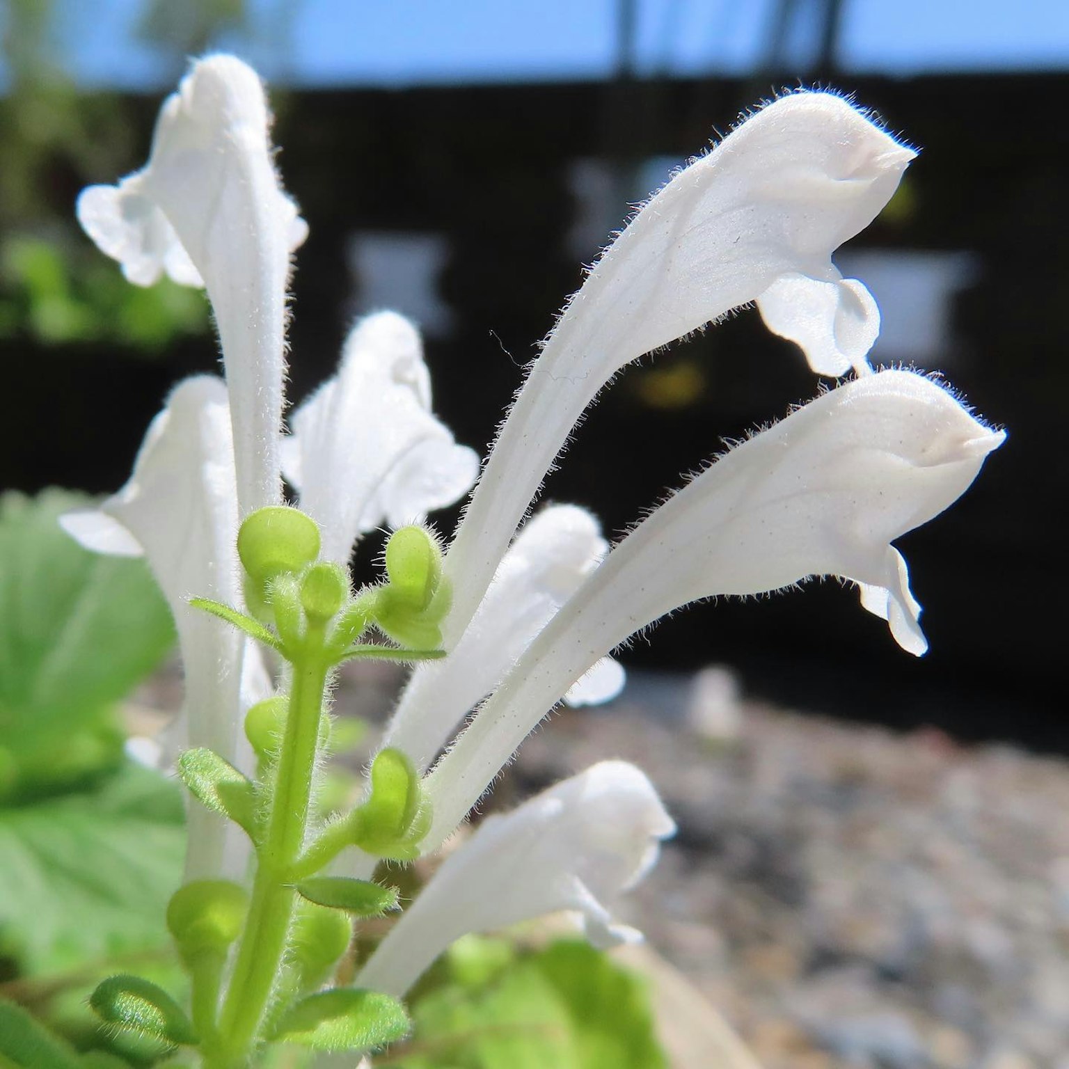 Gros plan sur une plante avec des fleurs blanches et des tiges et feuilles vertes proéminentes