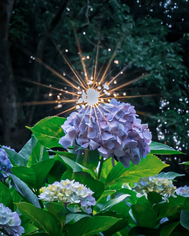 夜の庭で咲く紫陽花と花火のような光