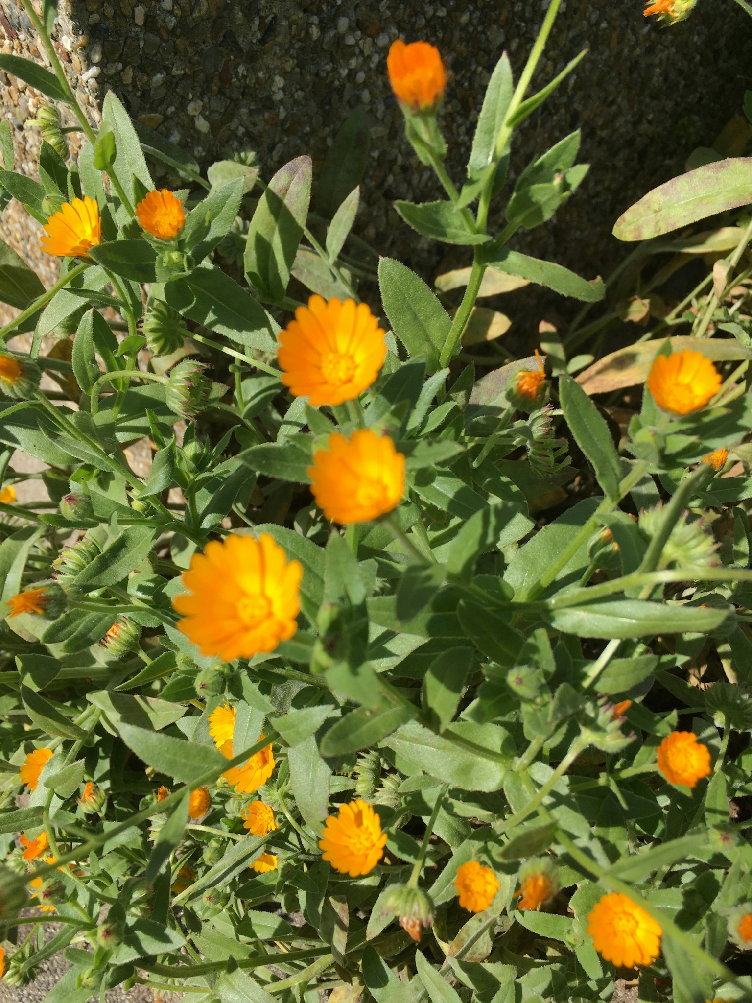 Vue de dessus d'une plante verte avec des fleurs orange vives en fleur