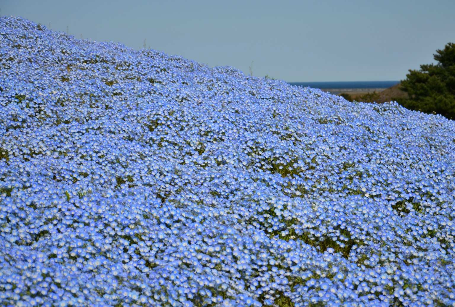 Eine Hügel Landschaft mit blauen Blumen