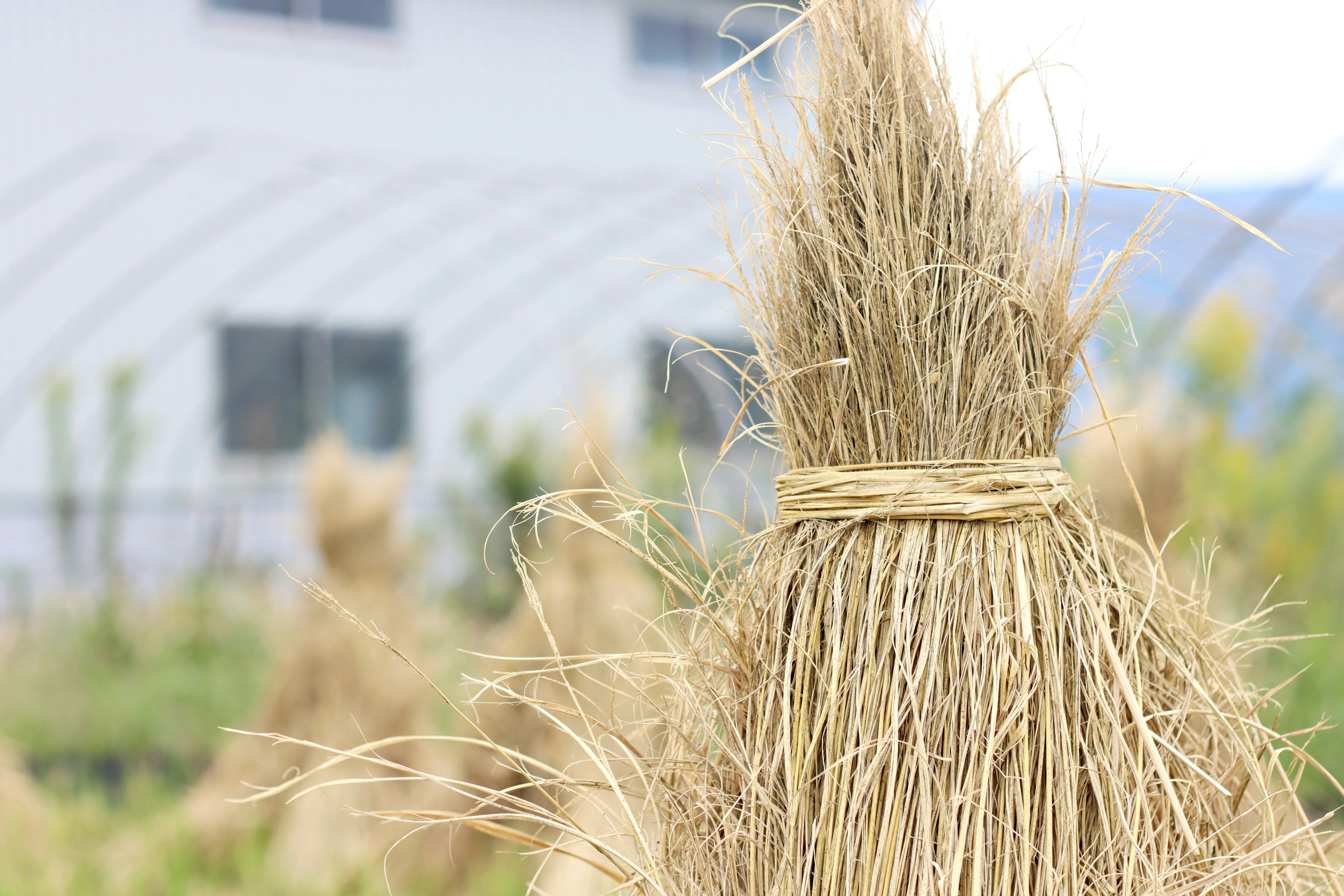 bundle of hay with a farm background