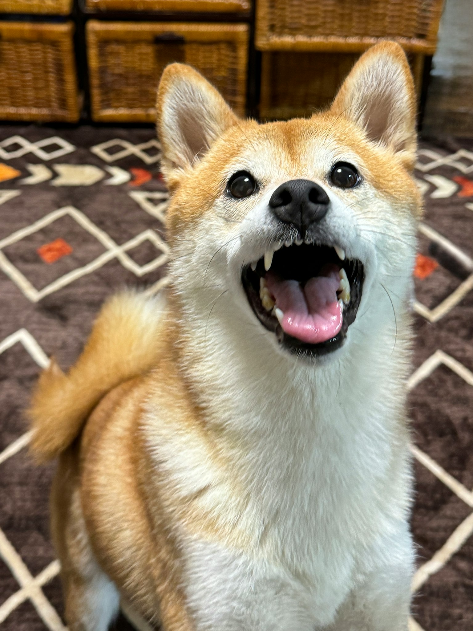 Un Shiba Inu sorridente che guarda la fotocamera