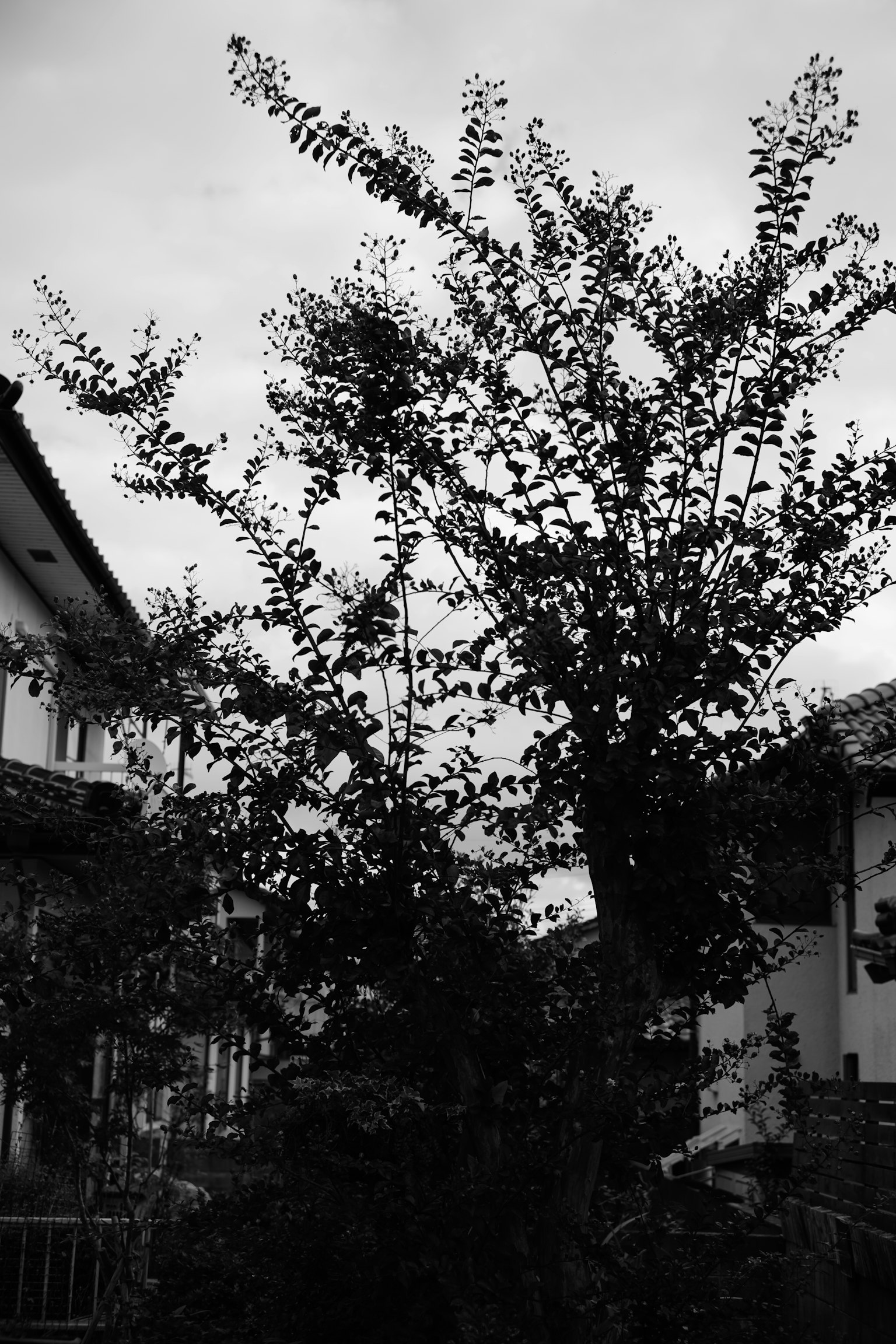 Un árbol y casas en un paisaje en blanco y negro