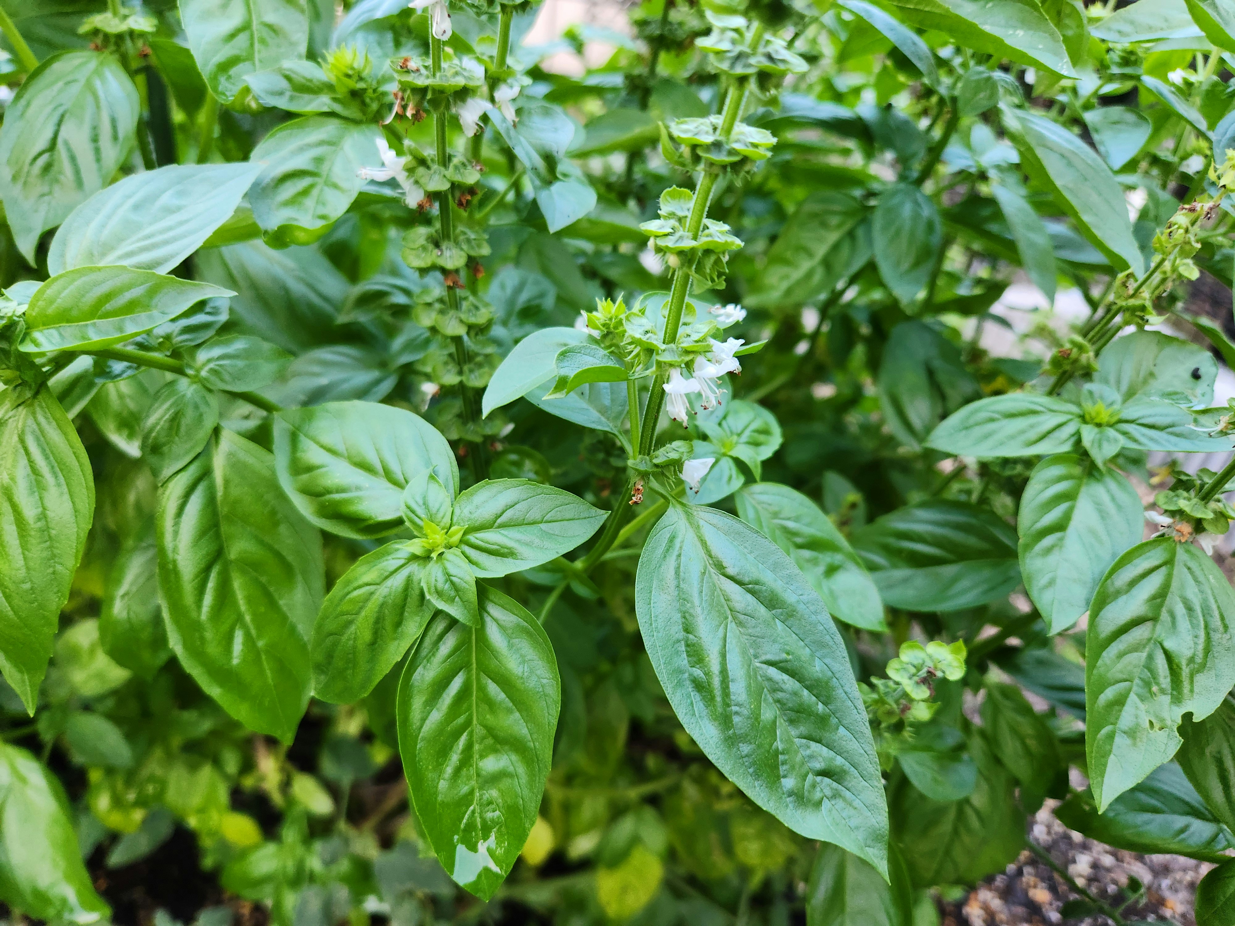 青々と茂る葉と白い花が咲くバジルの畑
