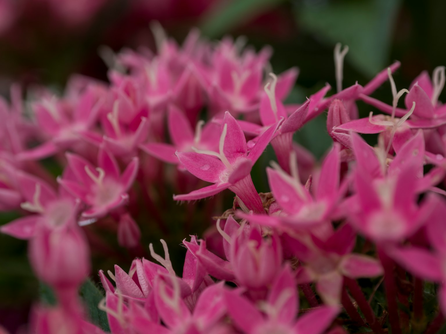 Kelompok bunga pink yang cerah dalam kondisi mekar penuh
