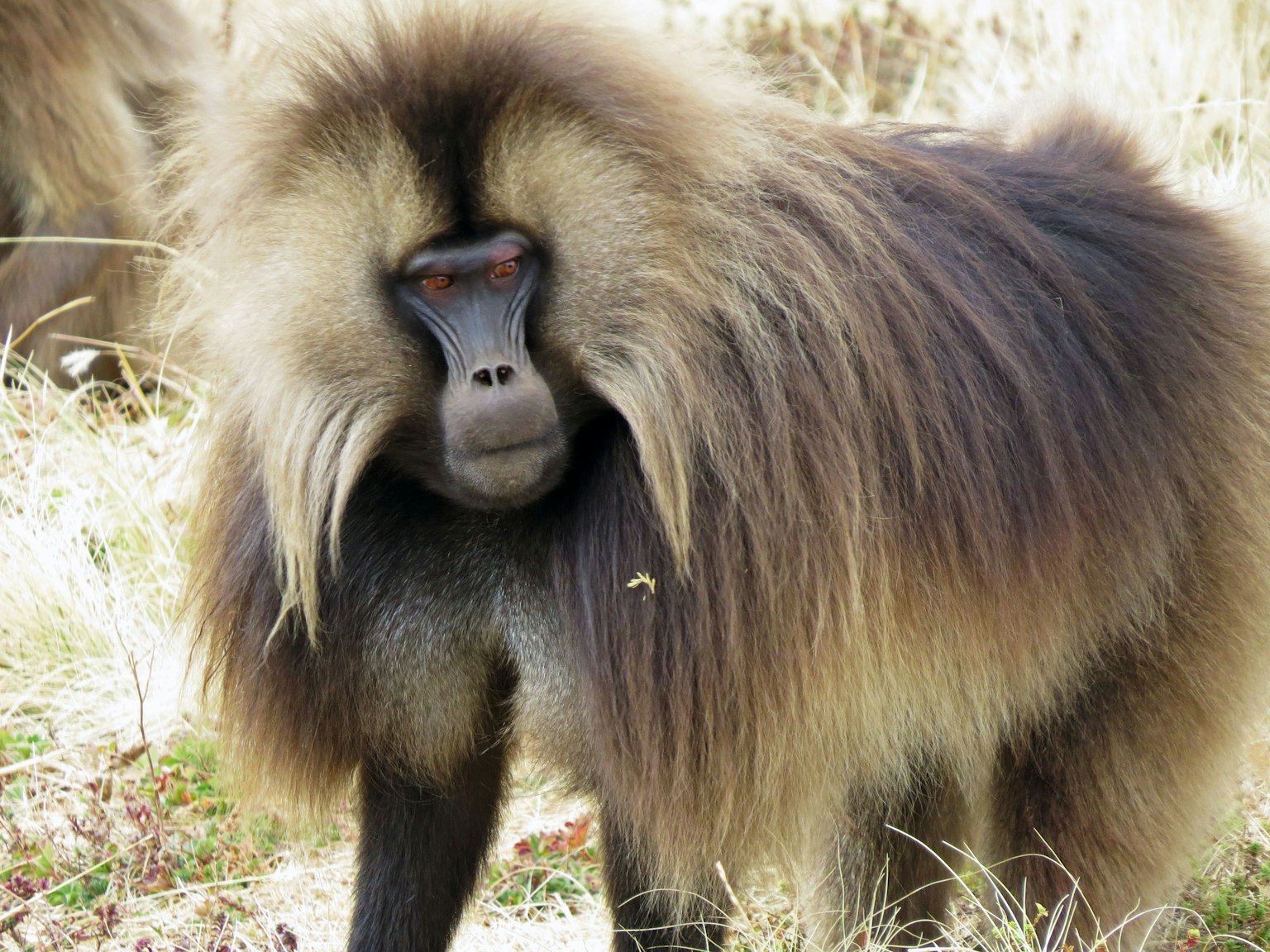 Un babouin avec une fourrure épaisse debout dans une zone herbeuse