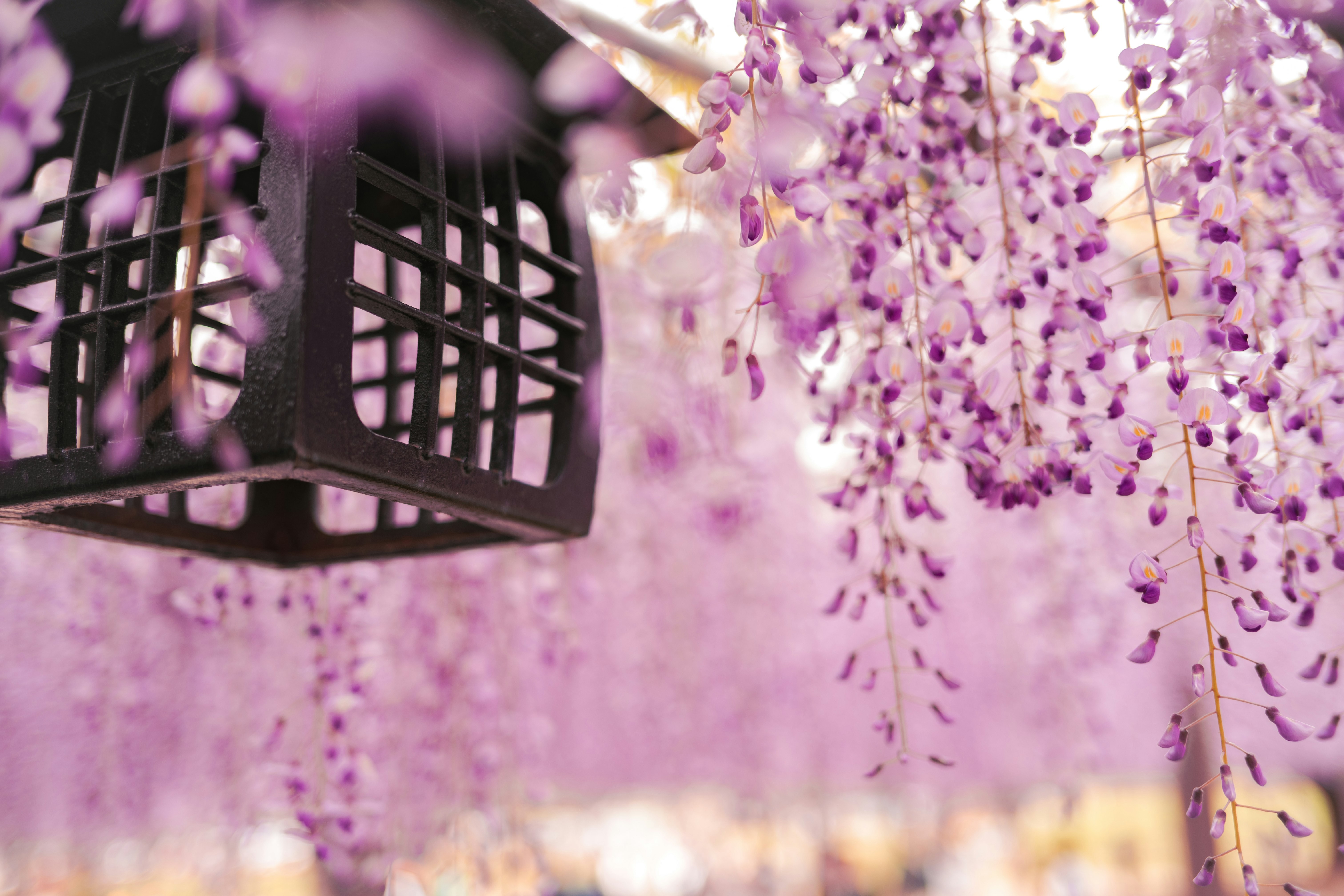 紫の藤の花房と黒い格子のある装飾