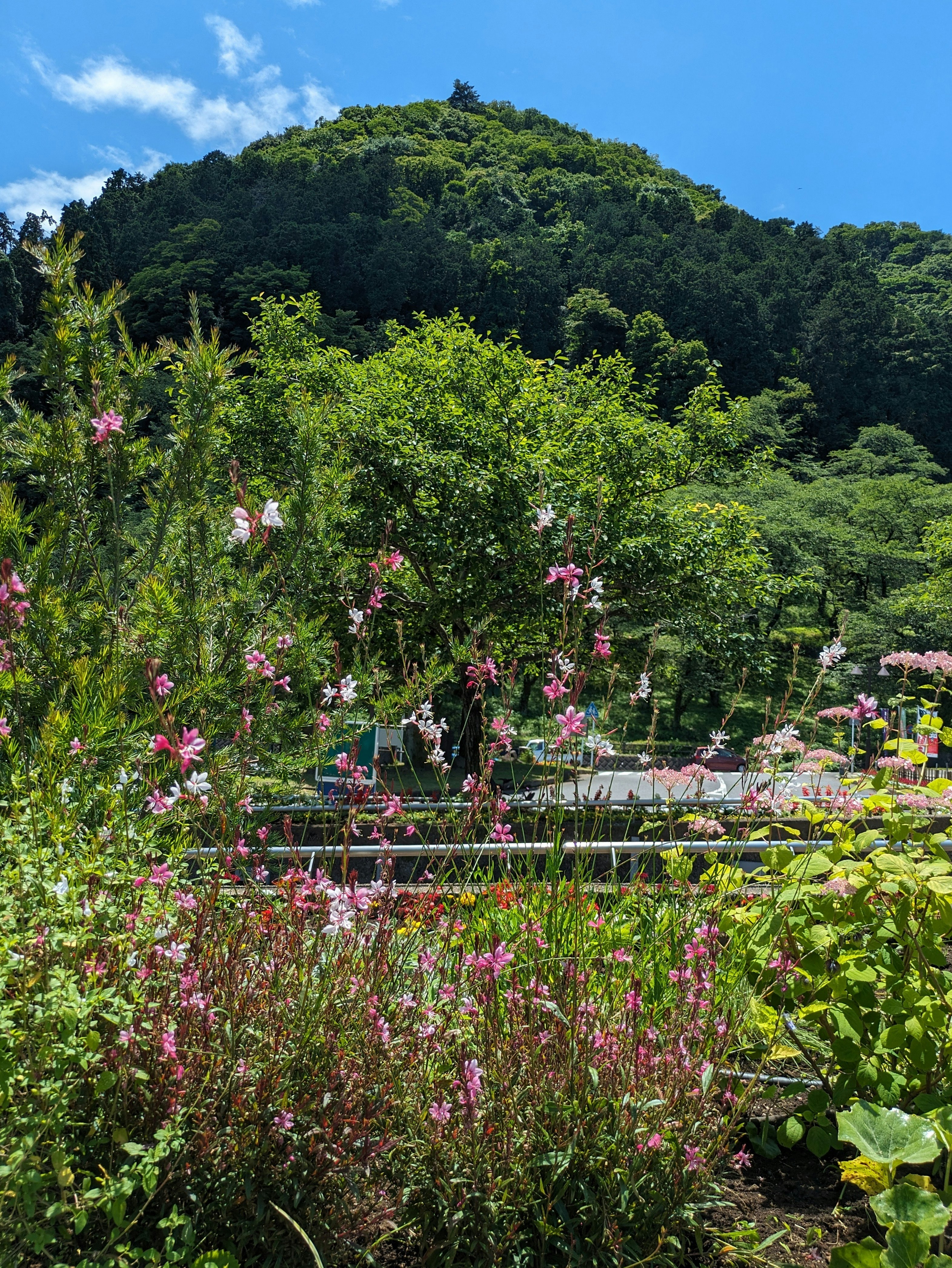 花畑と緑の丘に咲くガウラの群生