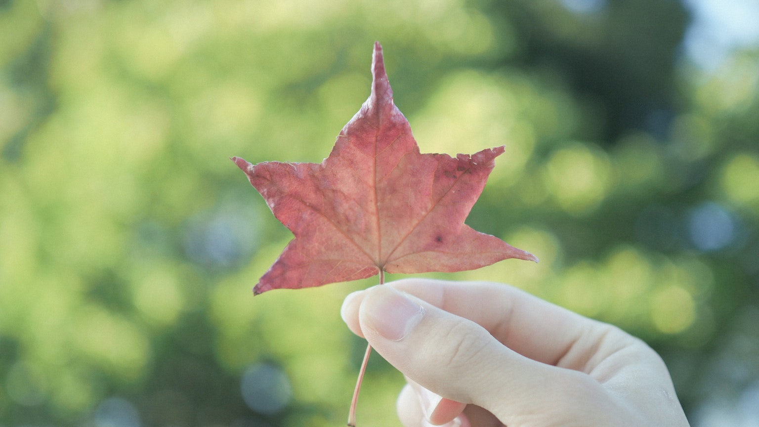 Hand holding a red maple leaf with green background