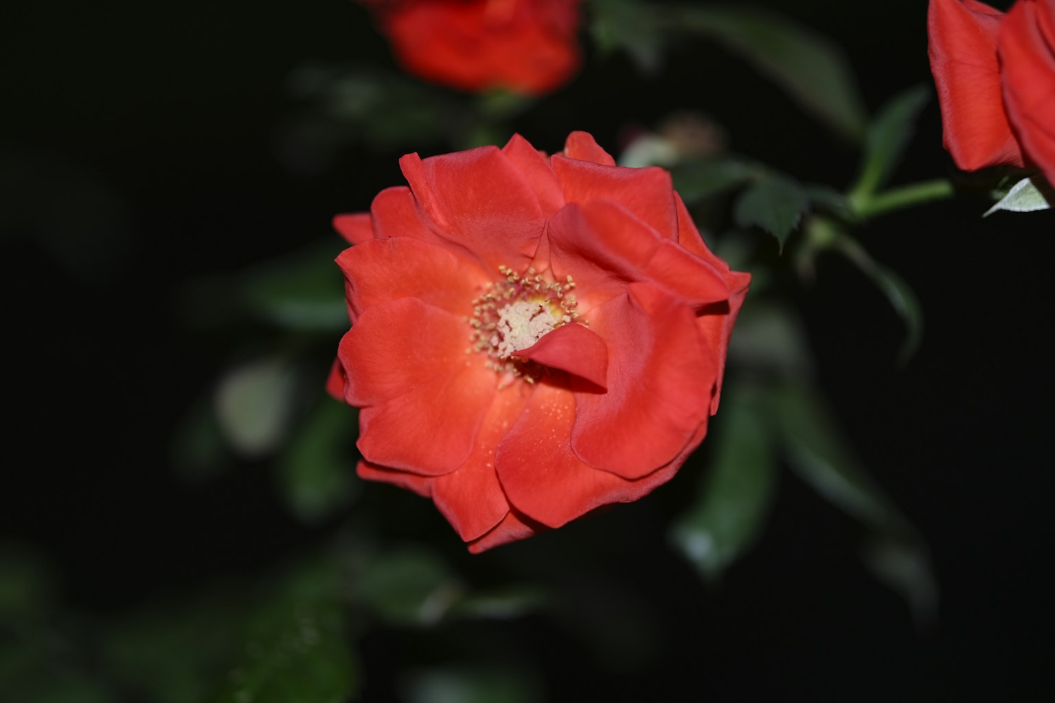 夜間綻放的鮮豔紅玫瑰花