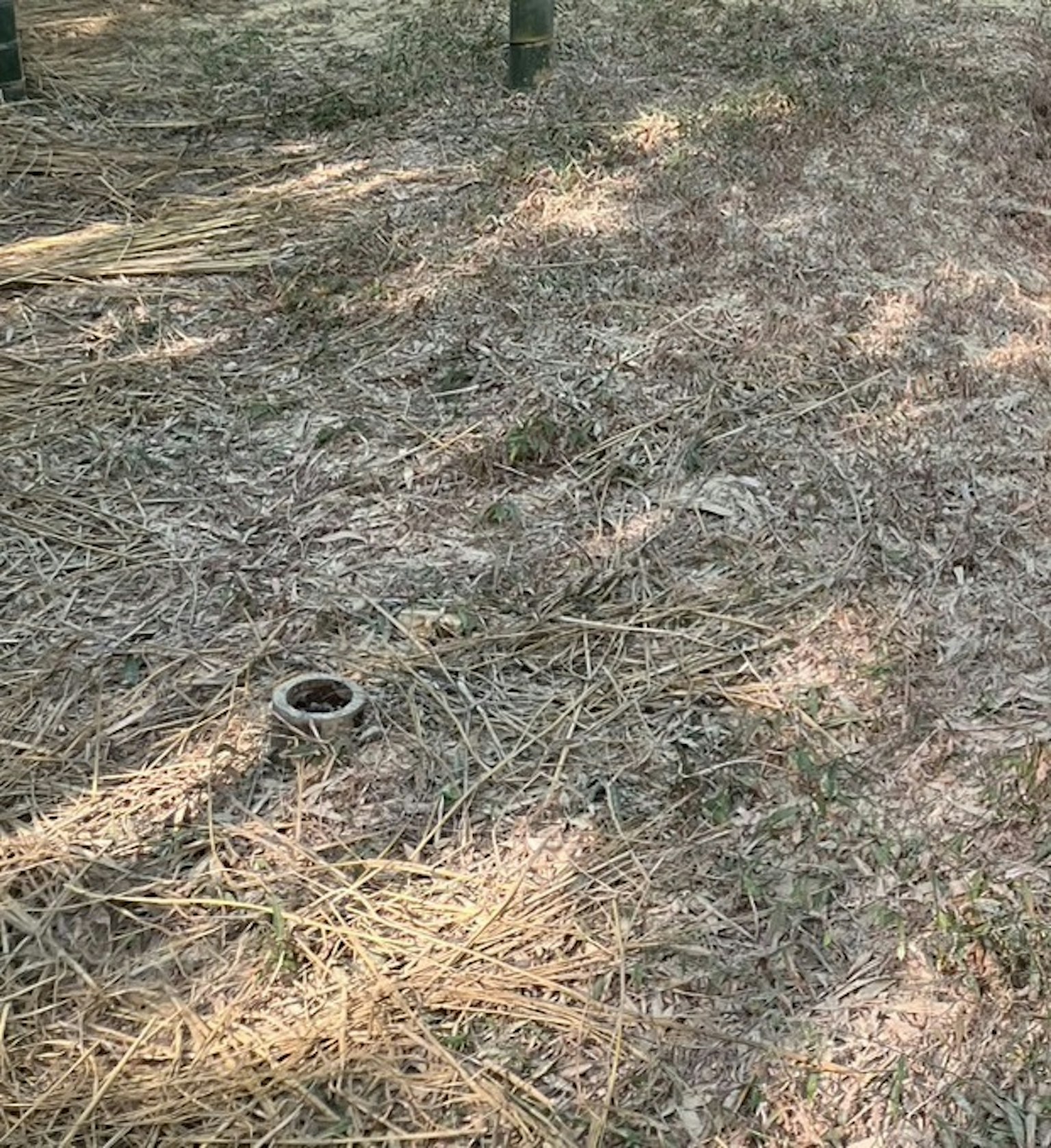 Terreno coperto di erba secca e ombre