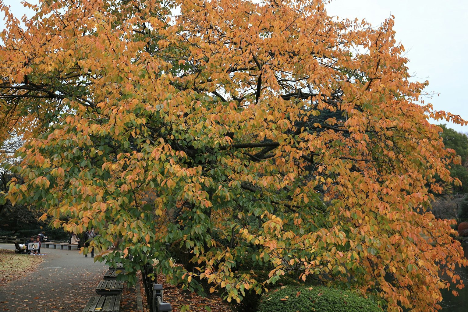 Un albero con foglie arancioni vivaci in autunno