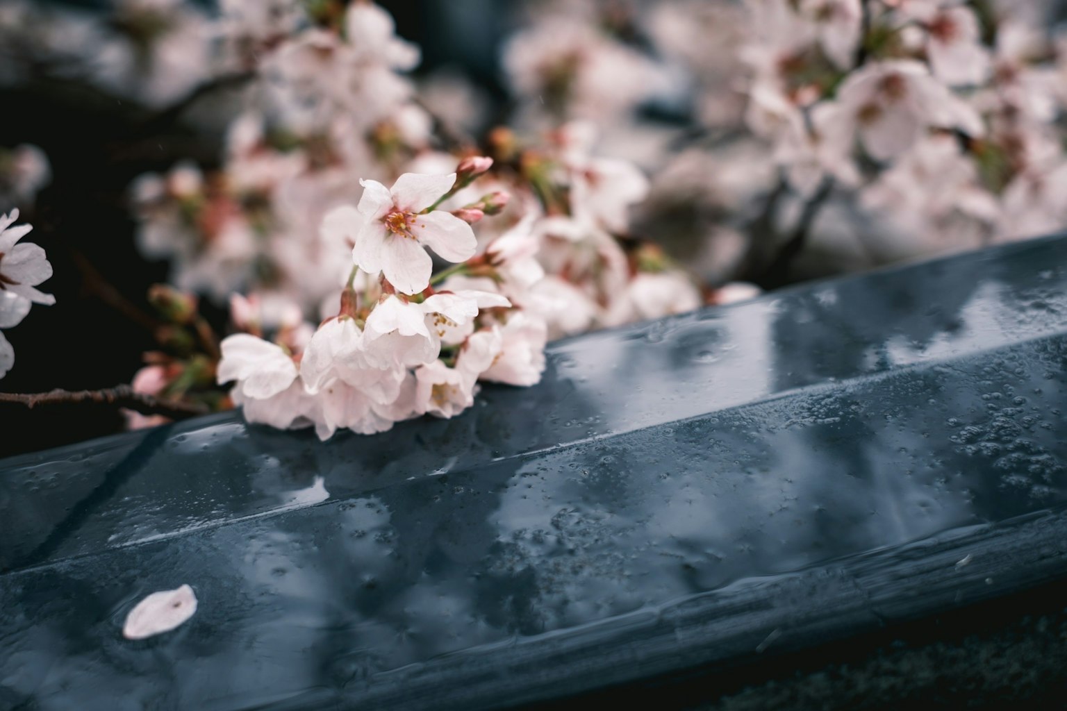 Close-up of cherry blossoms on a wet surface
