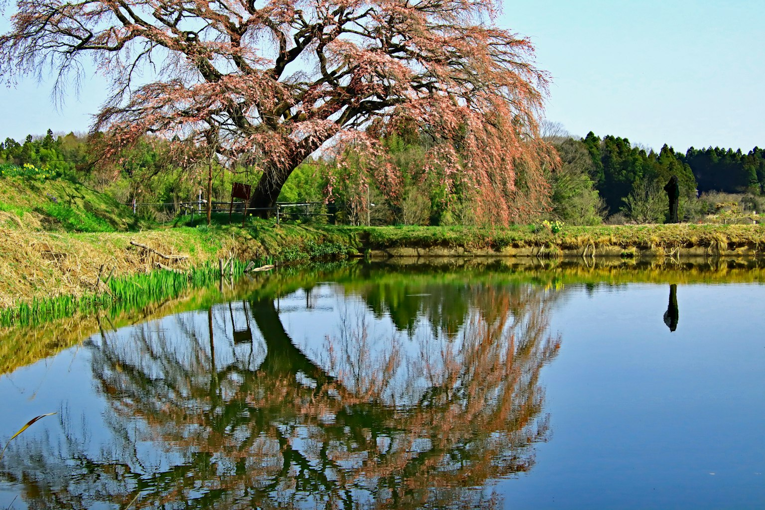 Pohon sakura yang terpantul di air tenang dengan vegetasi subur