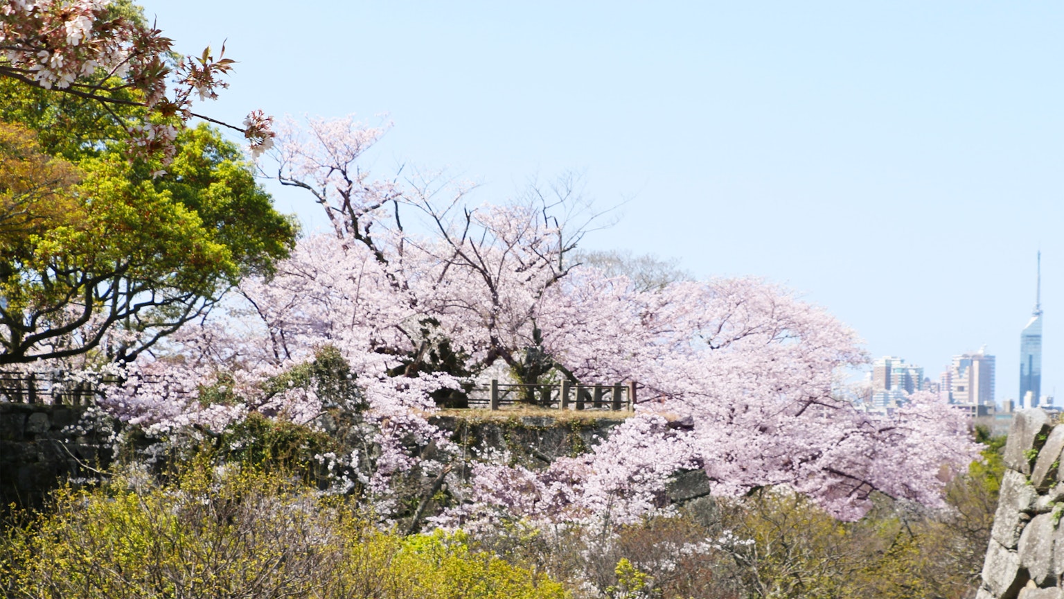 Arbres de cerisiers en fleur avec silhouette de Tokyo Skytree