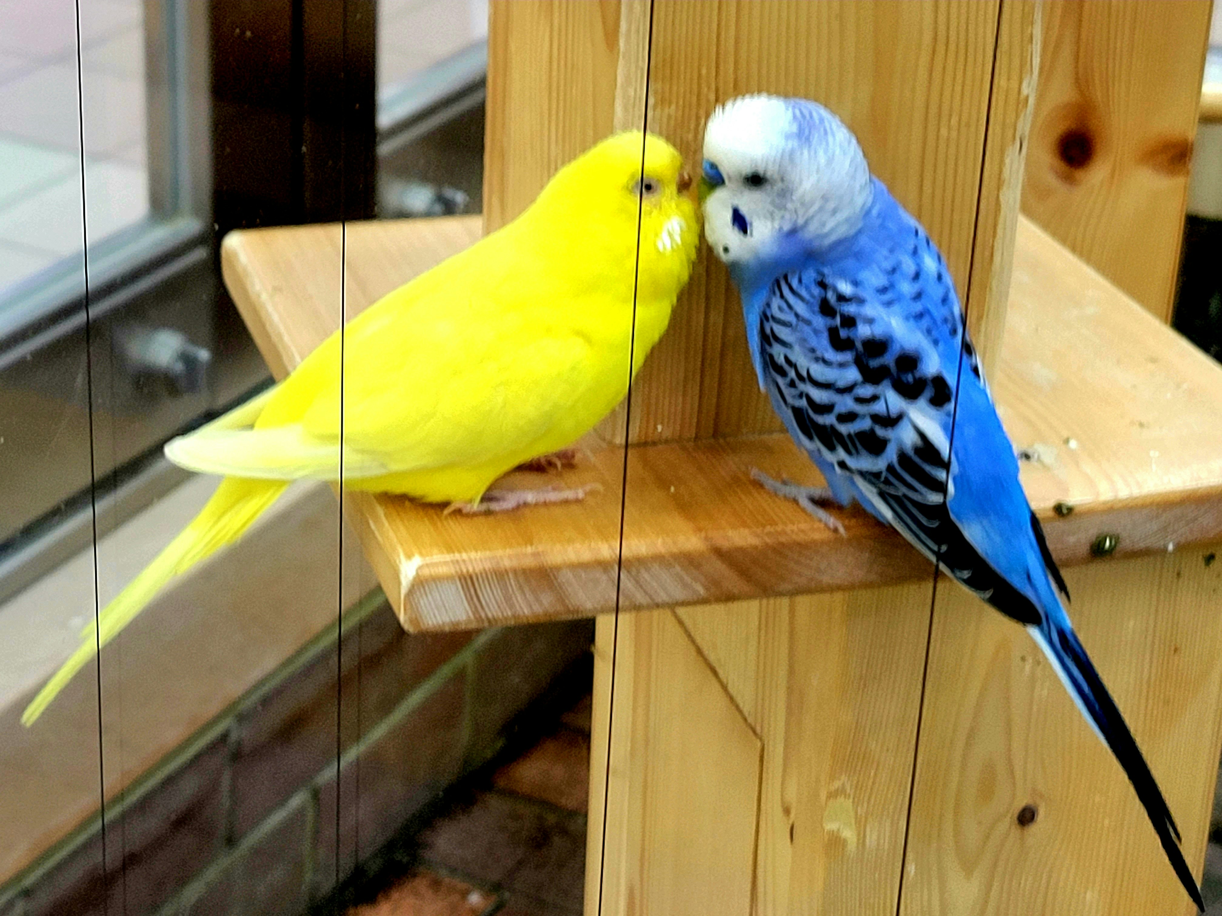 止まり木に並ぶセキセイインコの口づけ