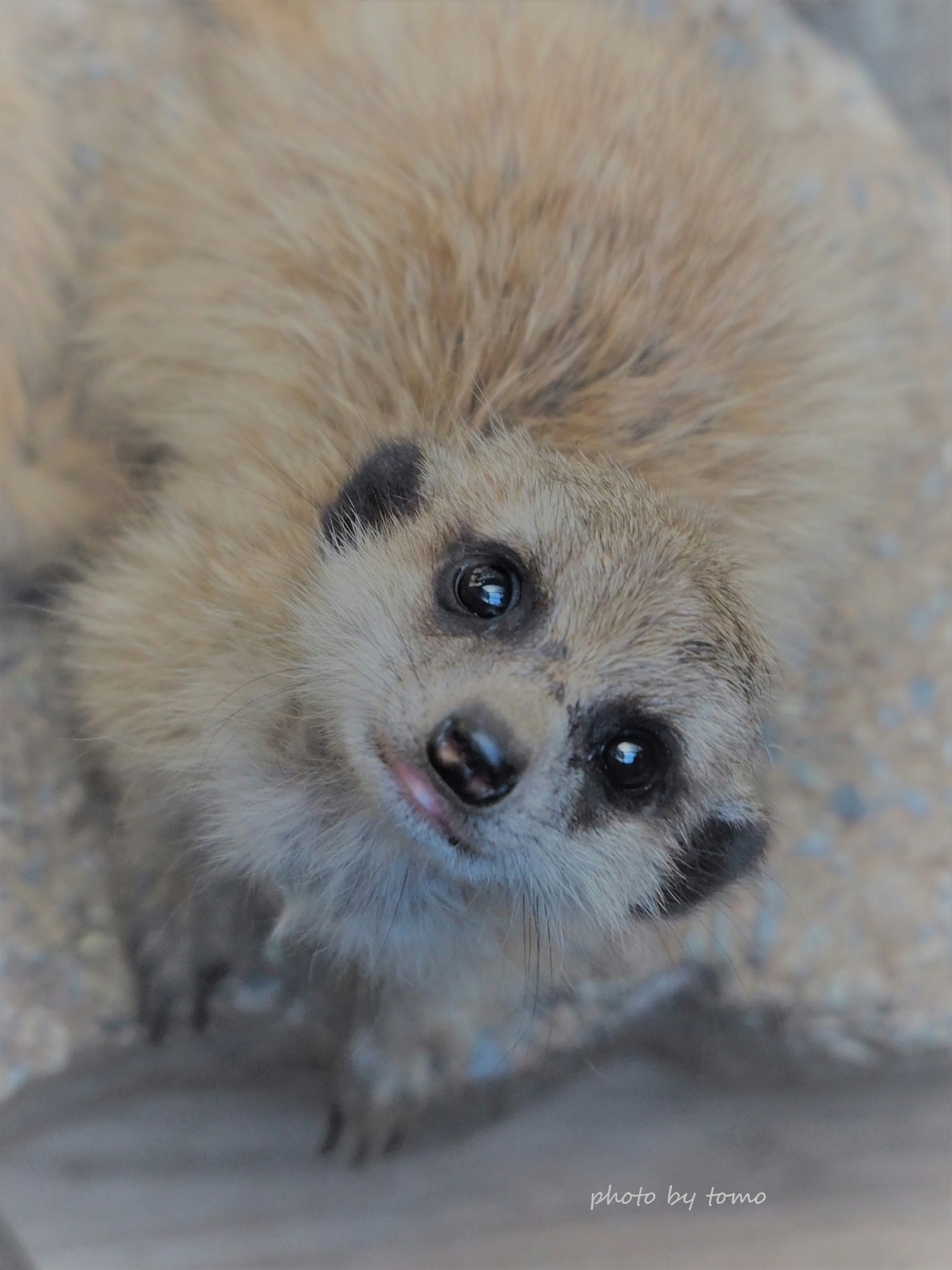 A small fluffy mongoose looking up at the camera