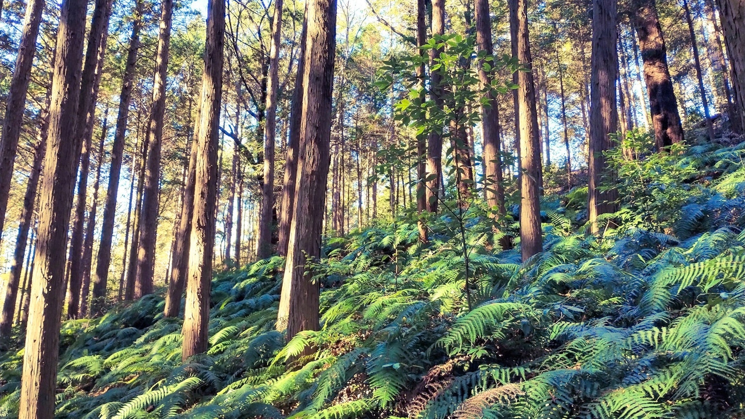 茂盛的蕨類植物和高大的樹木在寧靜的森林景觀中