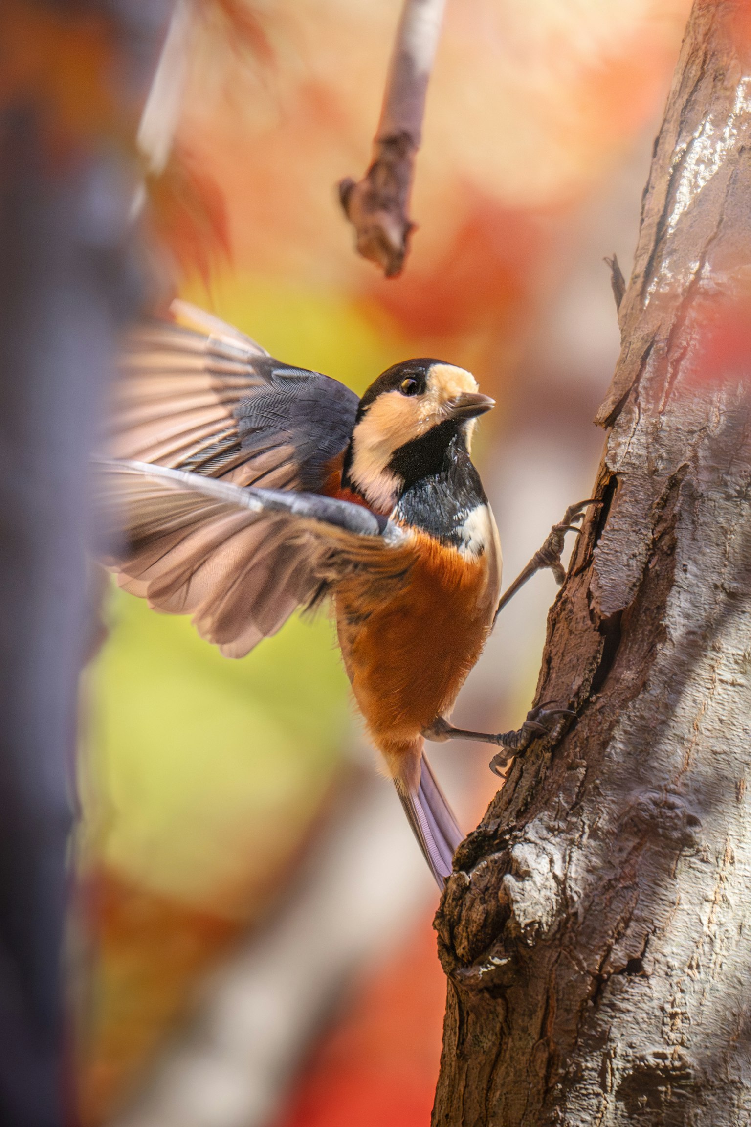 木の枝に止まる美しい鳥の姿 鮮やかな羽とオレンジ色の腹部が特徴