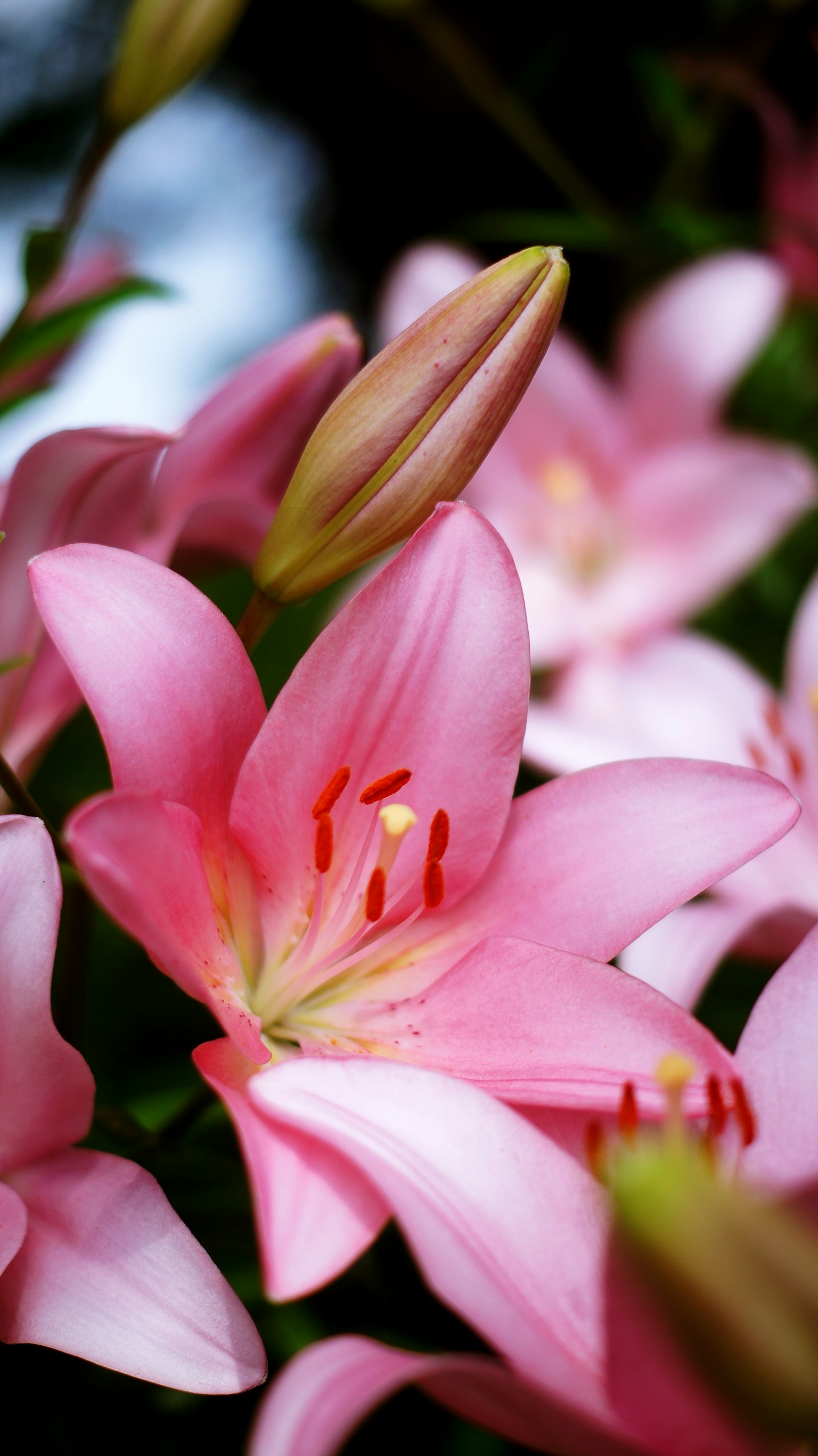 Close-up of pink lilies with open petals and buds in the background