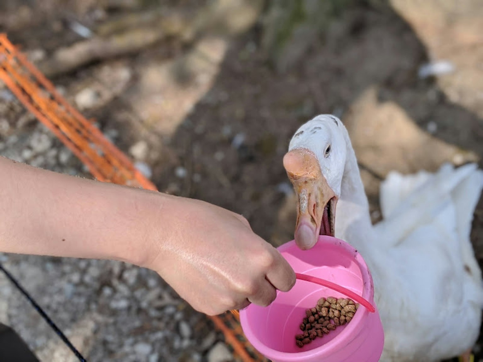 A person feeding a duck with a pink bucket of food