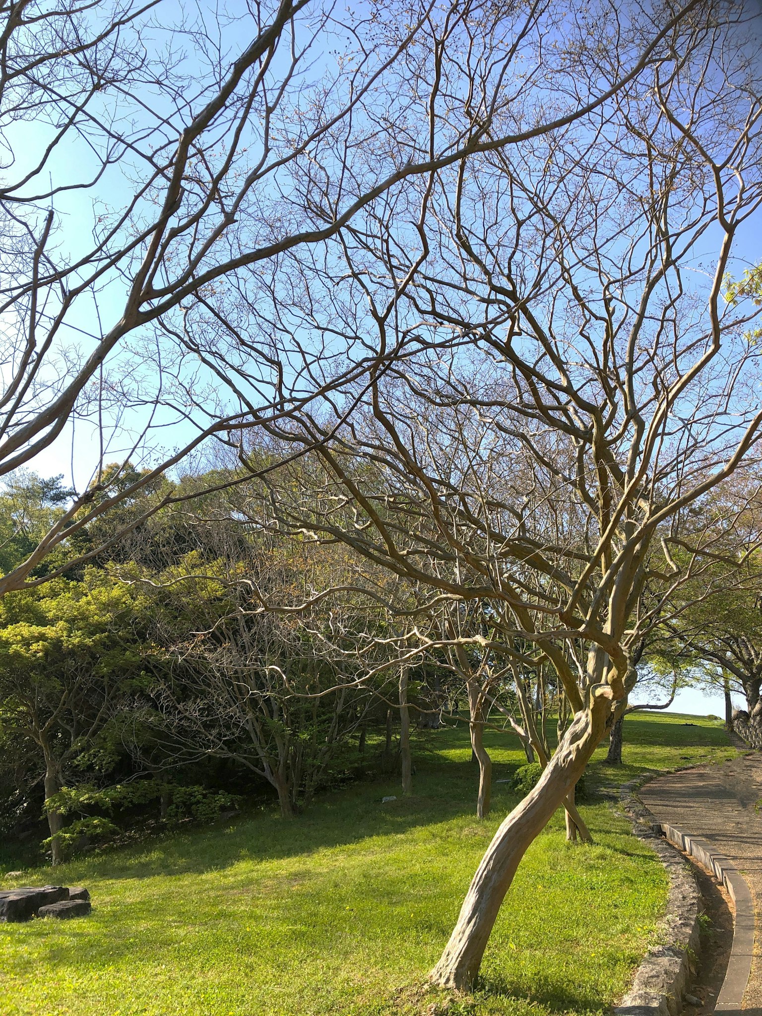 Paisaje con árboles desnudos y césped verde bajo un cielo azul