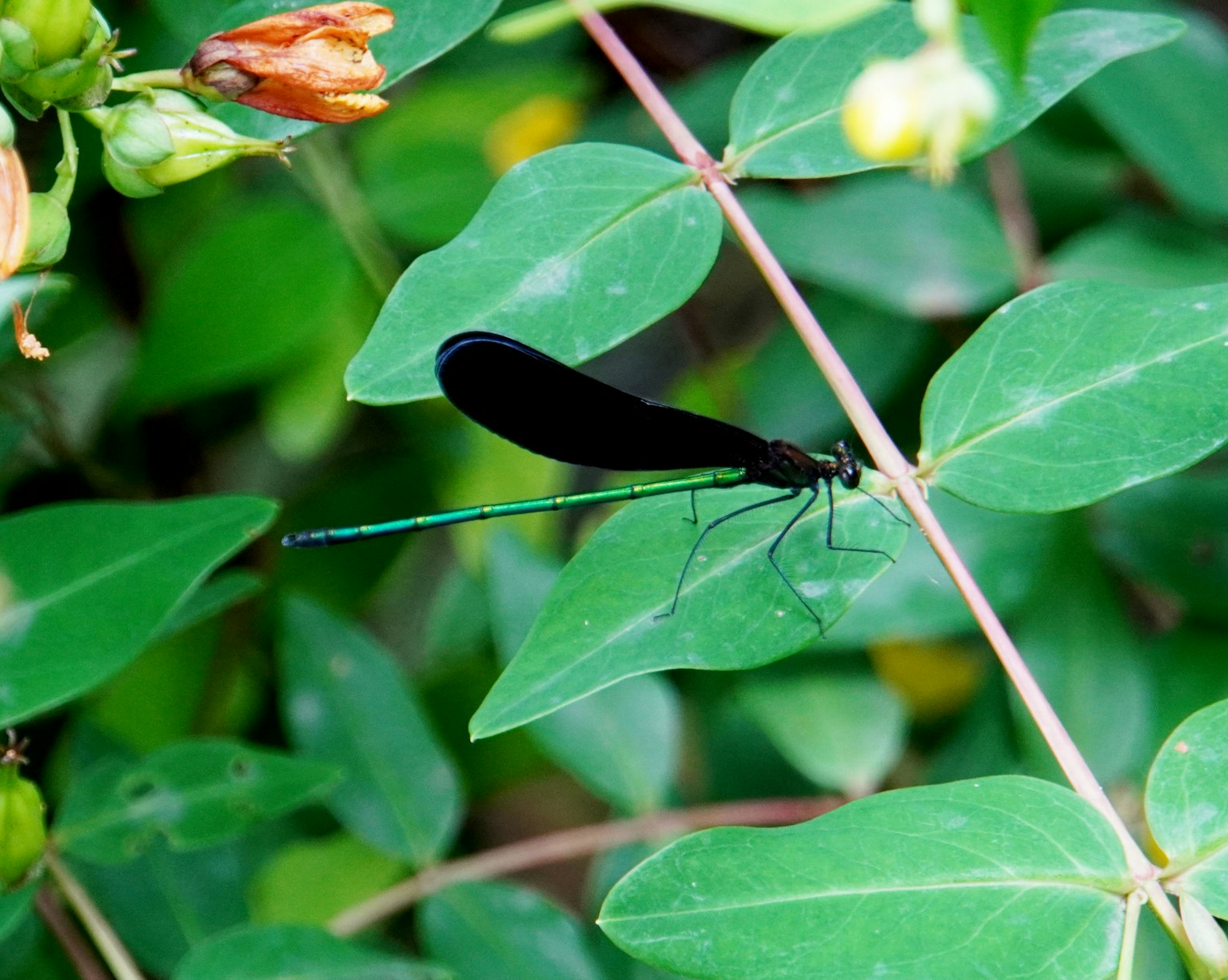 Una libellula nera appollaiata su foglie verdi