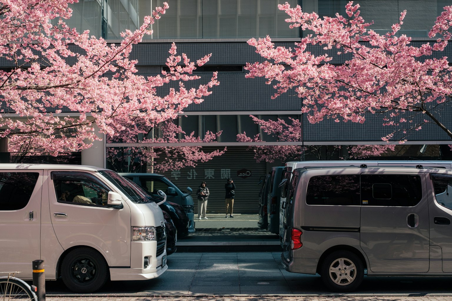 停在櫻花盛開的街道上的車輛