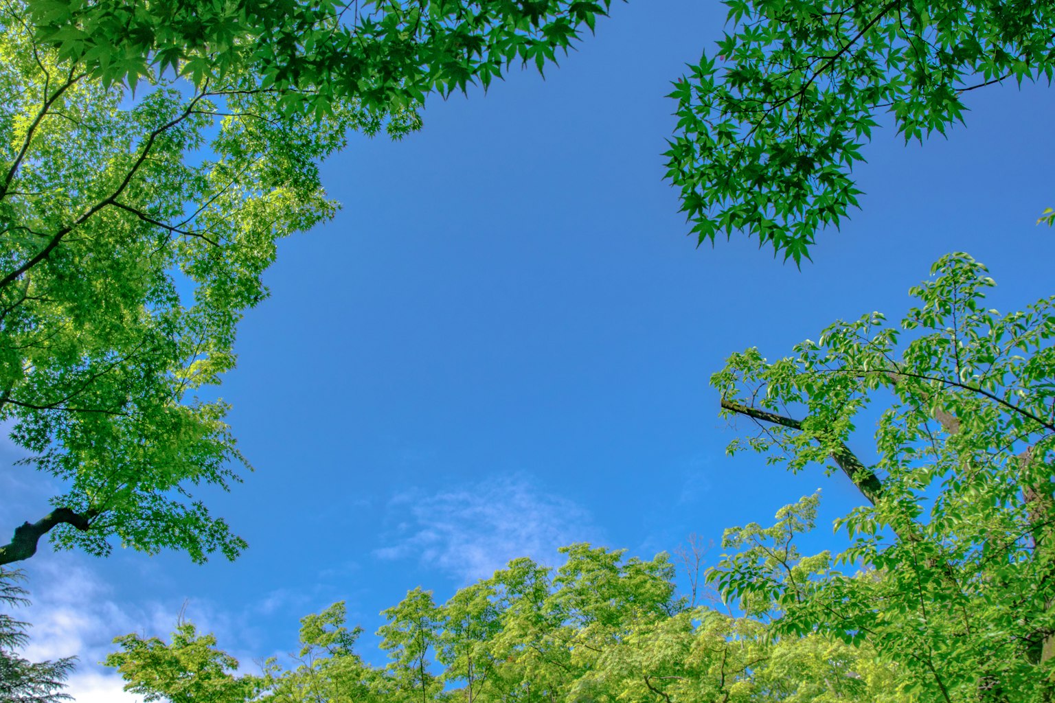 Daun pohon hijau membingkai langit biru yang cerah
