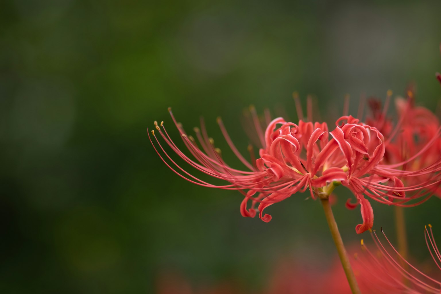 鮮豔的紅色彼岸花，具有獨特的花瓣