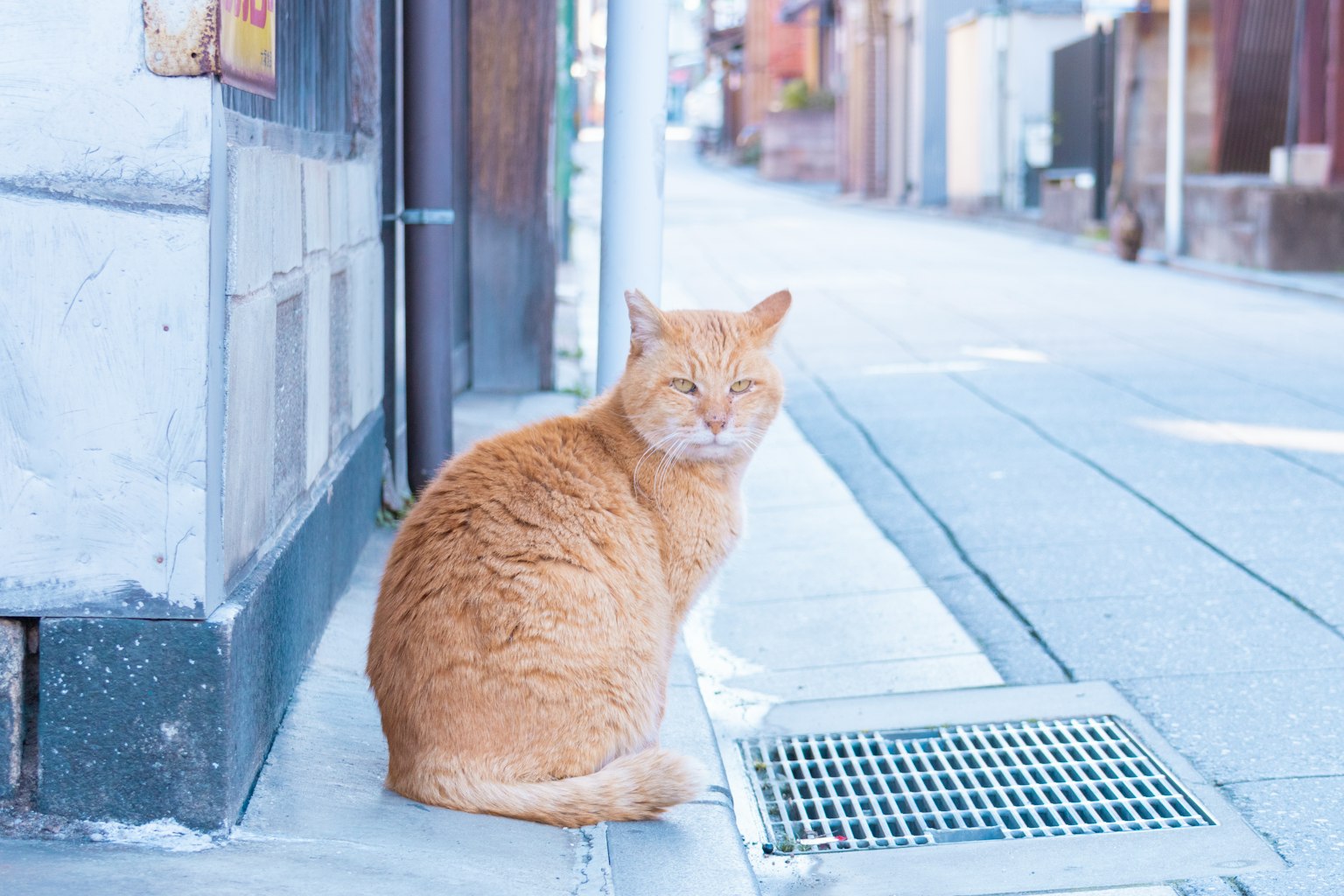 橙色猫坐在安静的小巷中