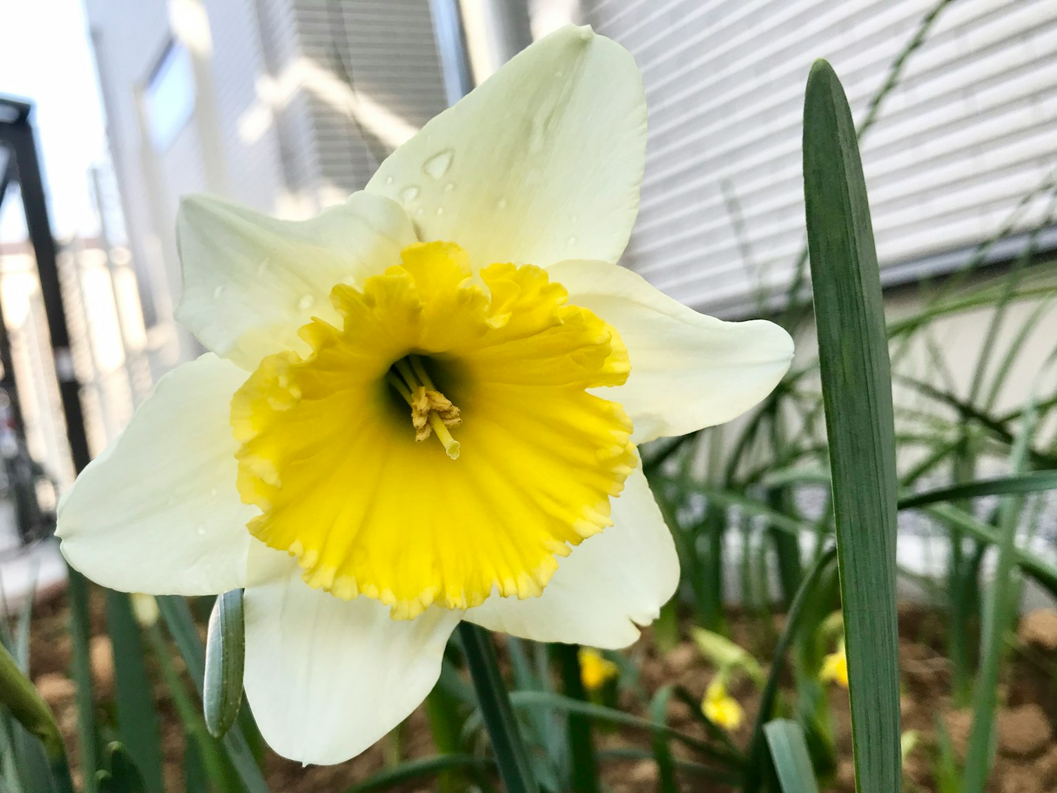 Daffodil flower with white petals and vibrant yellow center