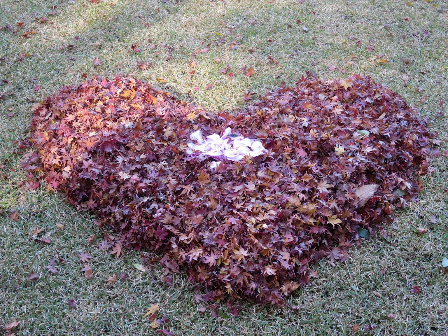 Heart-shaped pile of leaves on grass