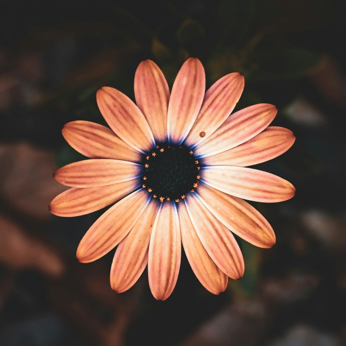 オレンジの花が咲くクローズアップ