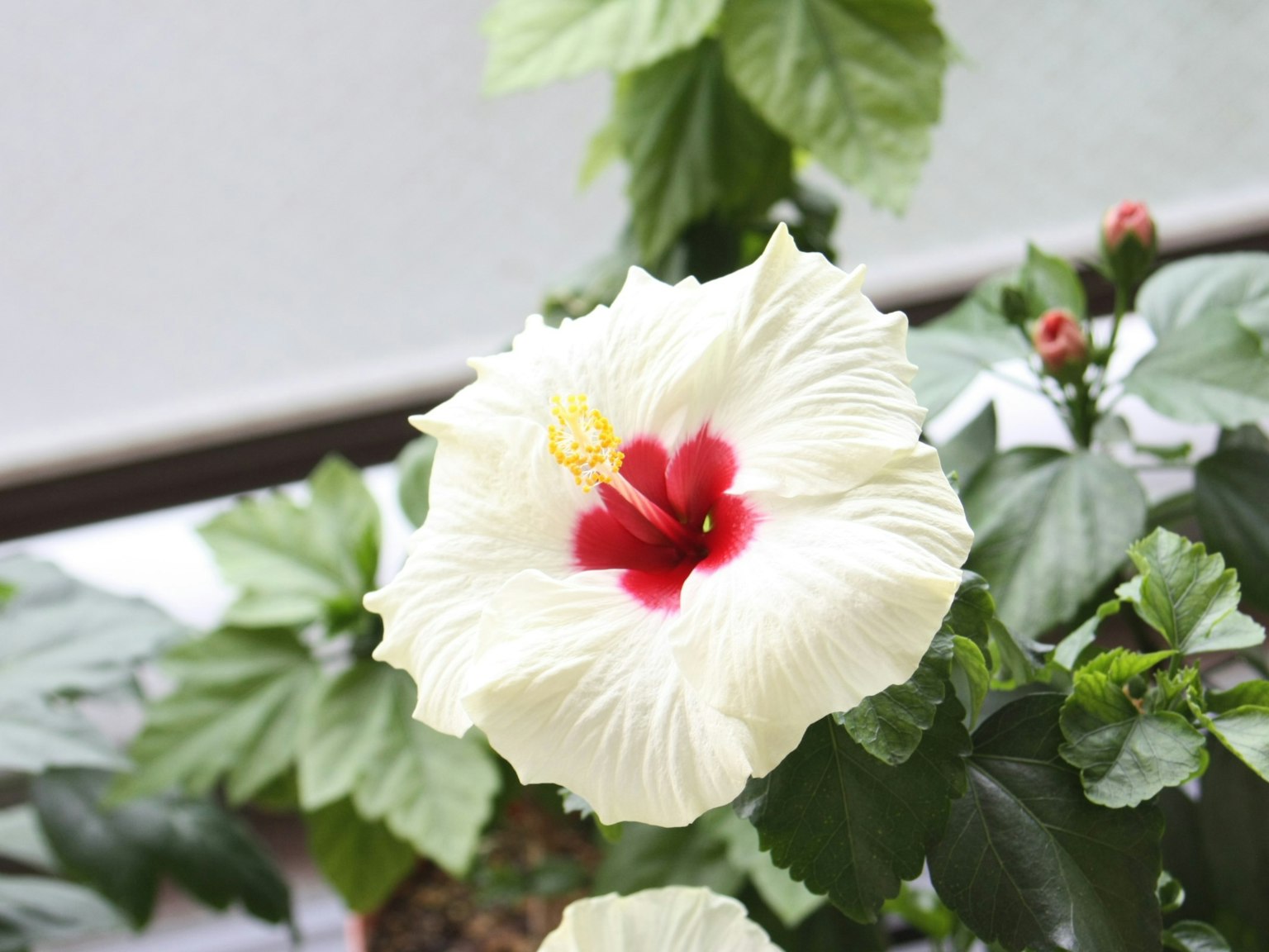 Bunga hibiscus putih dengan pusat merah dan daun hijau