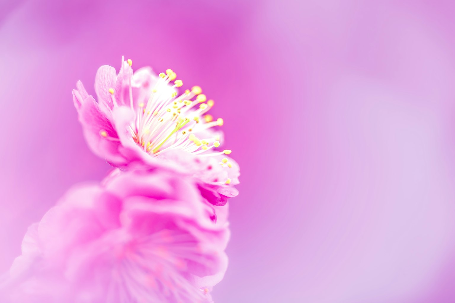 Gros plan d'une fleur avec des pétales roses doux et des étamines jaunes