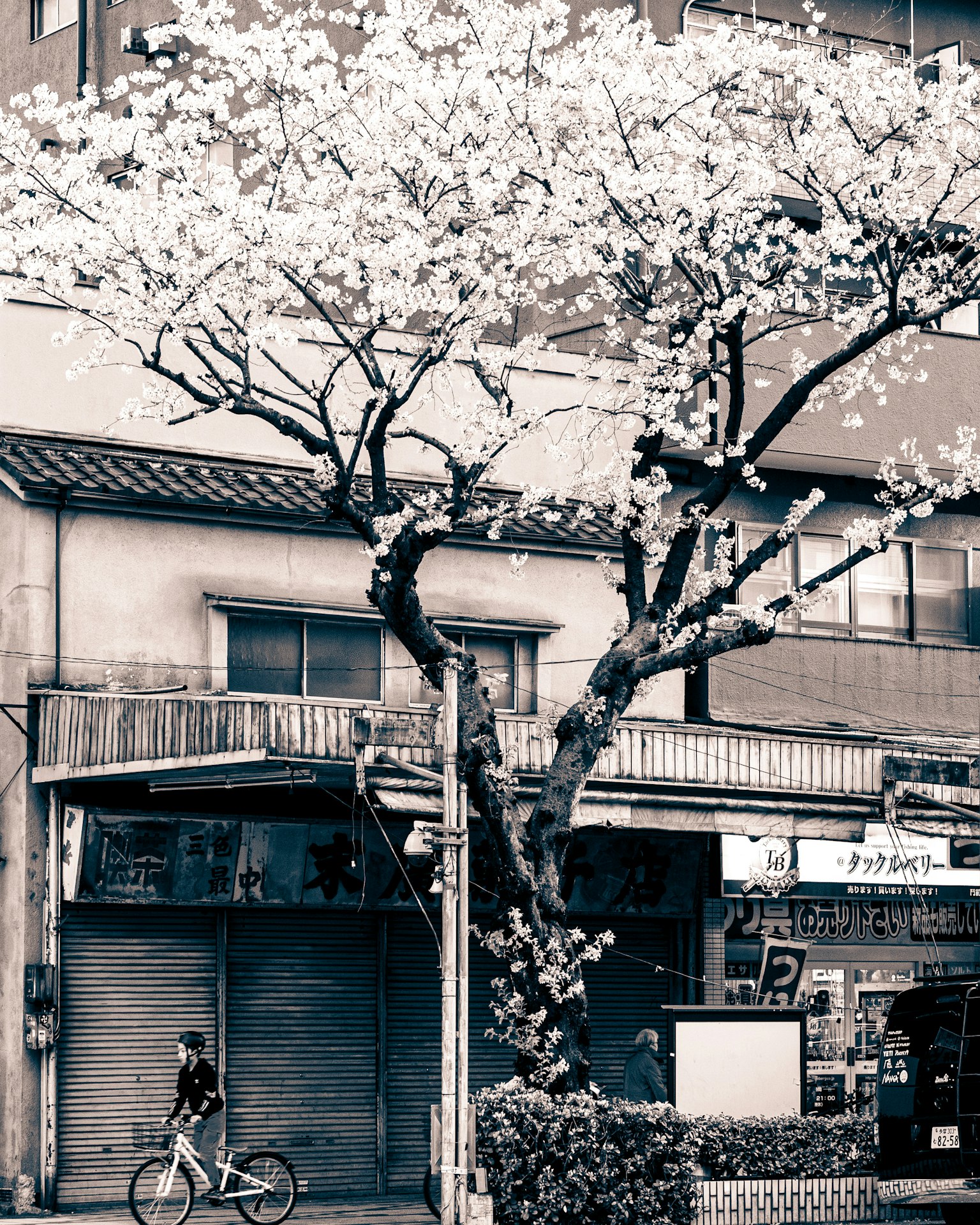 Escena urbana con un árbol de cerezo y una bicicleta