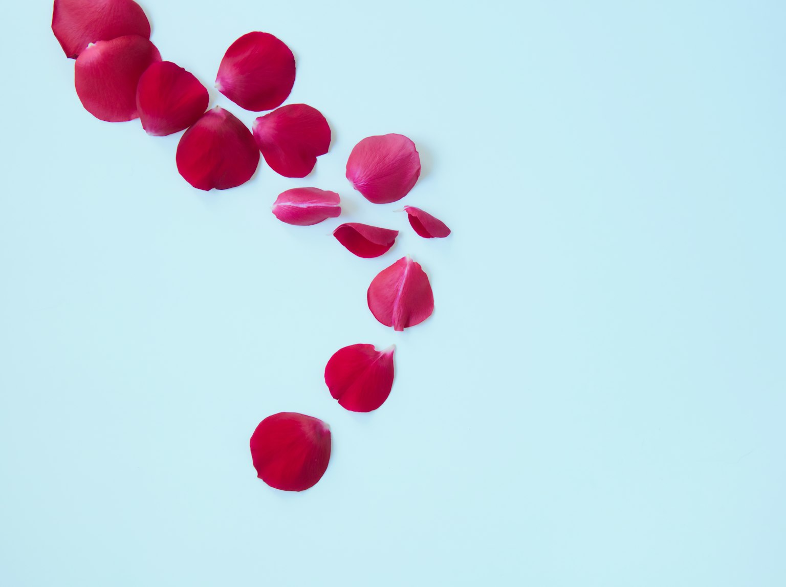 Rote Rosenblätter auf einem sanften blauen Hintergrund verstreut