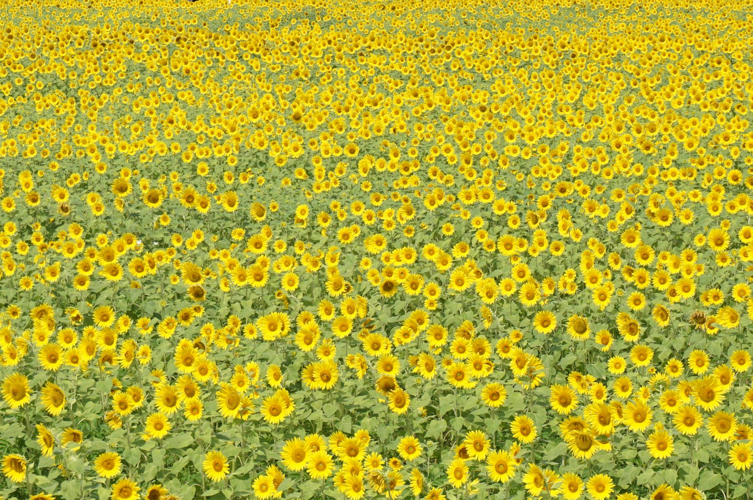 Campo di girasoli vibrante con fiori gialli brillanti