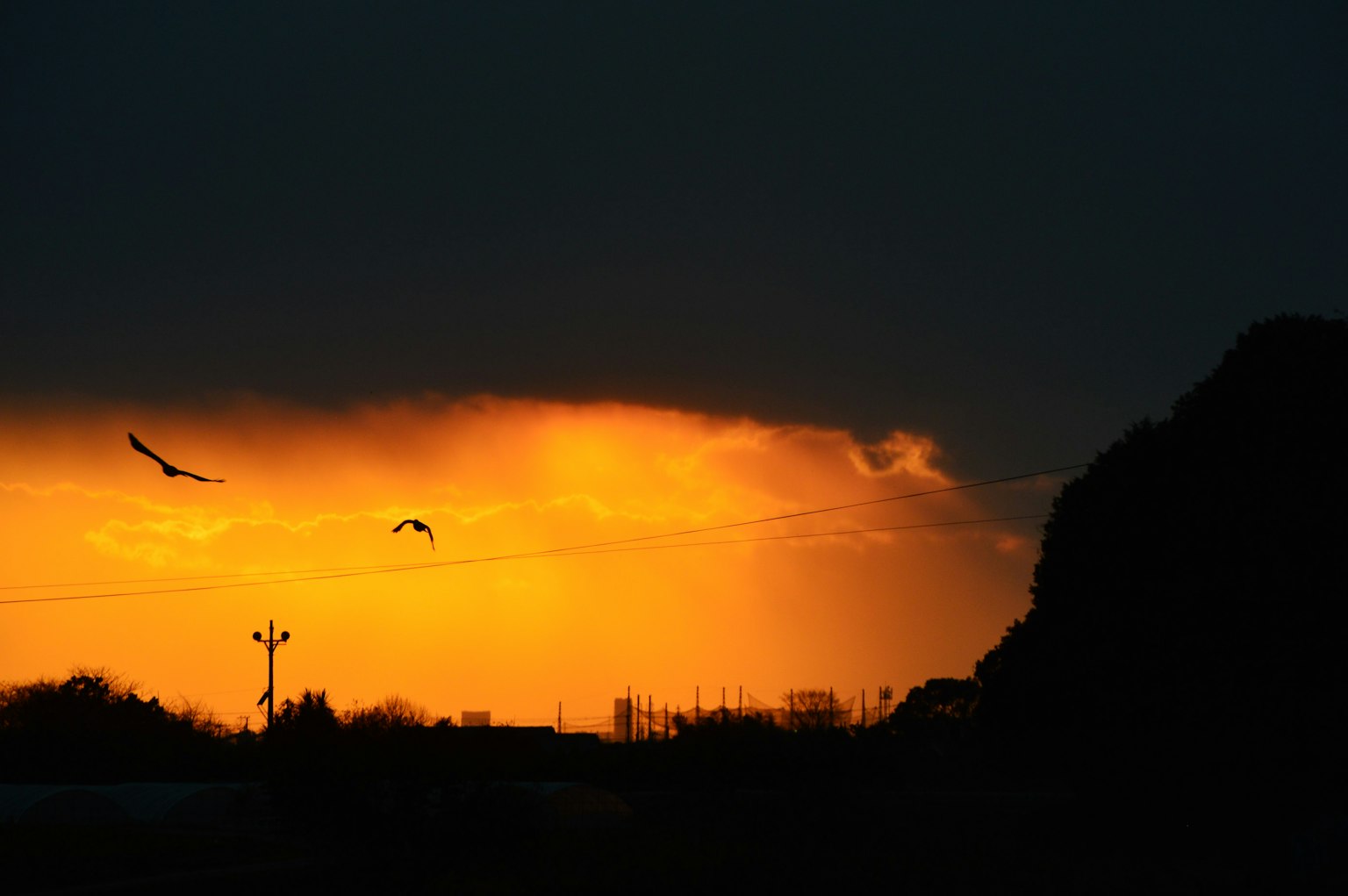Silhouette von Vögeln, die gegen einen Sonnenuntergangshimmel fliegen