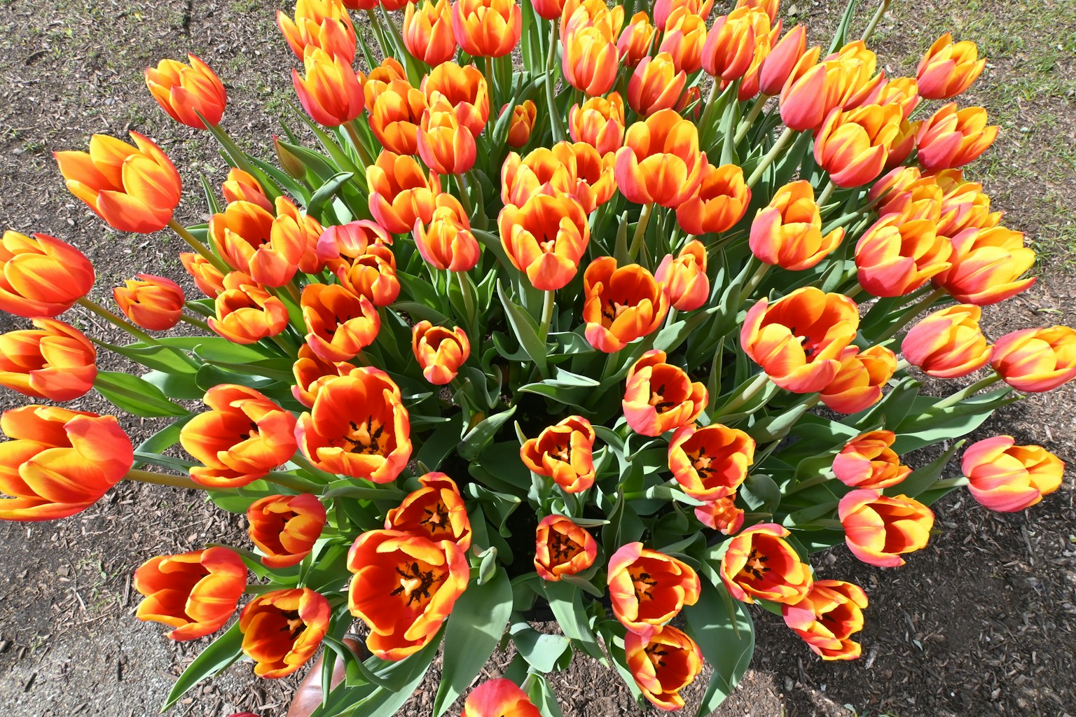 從上方觀察的鮮豔橙色和紅色鬱金香花束