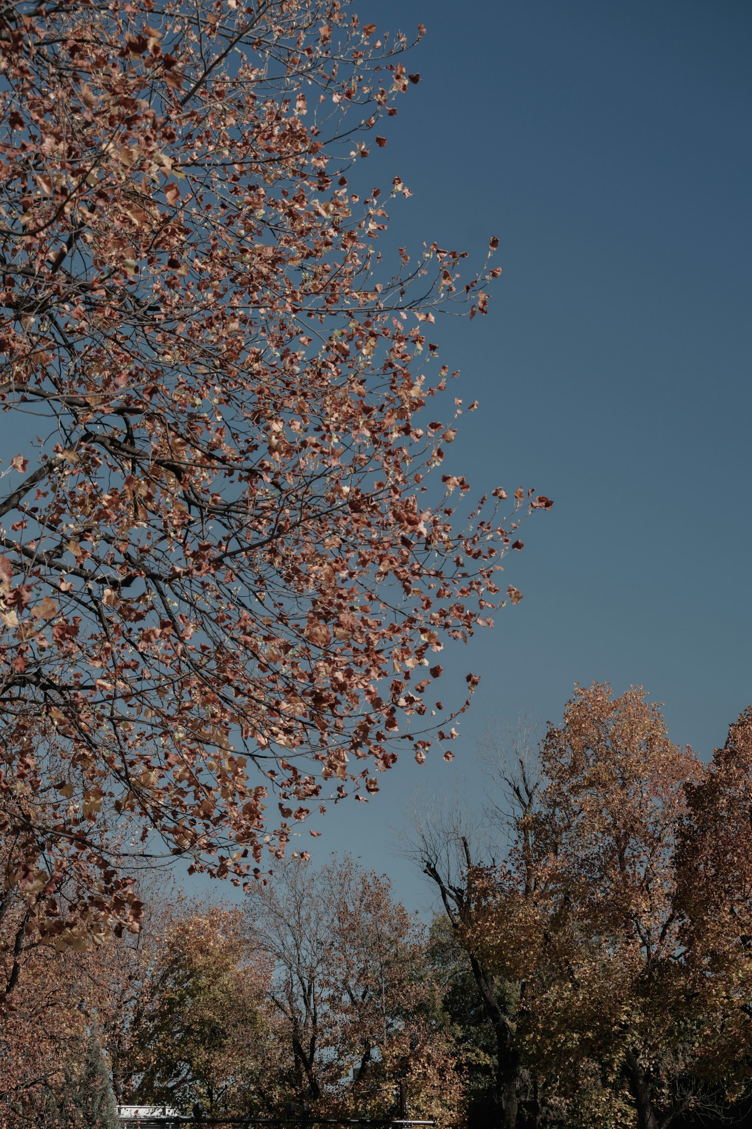 Autumn trees with leaves and branches under a blue sky