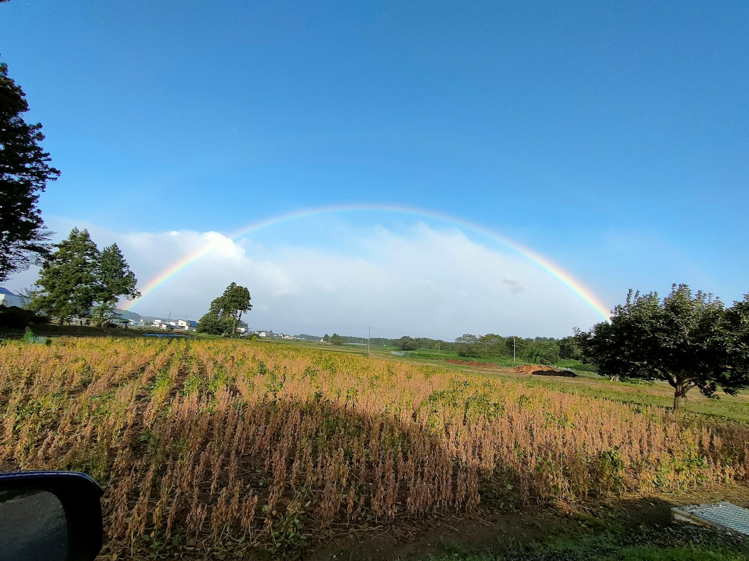 Pelangi melengkung di atas ladang hijau di bawah langit biru