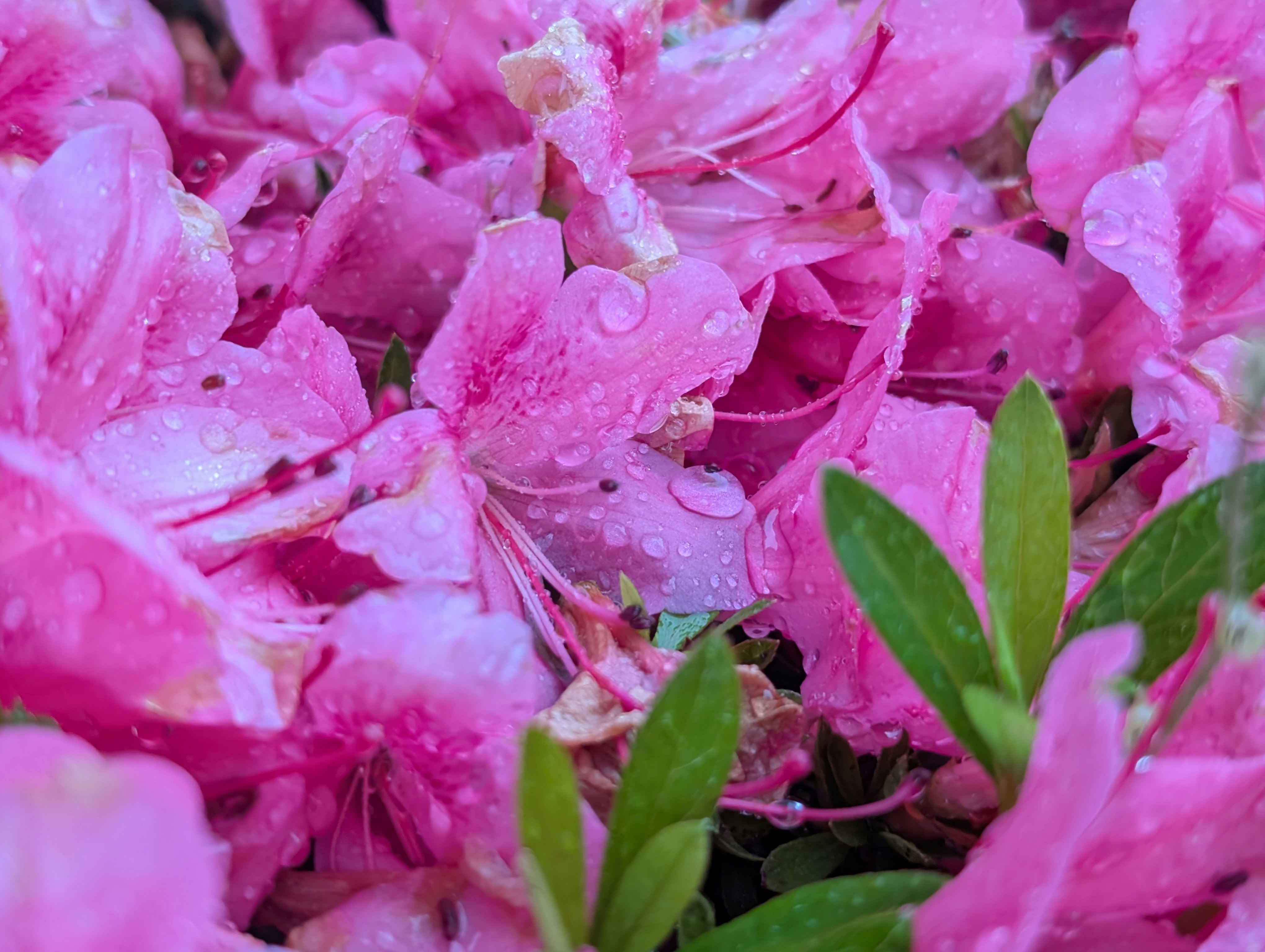 雨粒のついたピンクの花びらのアップ
