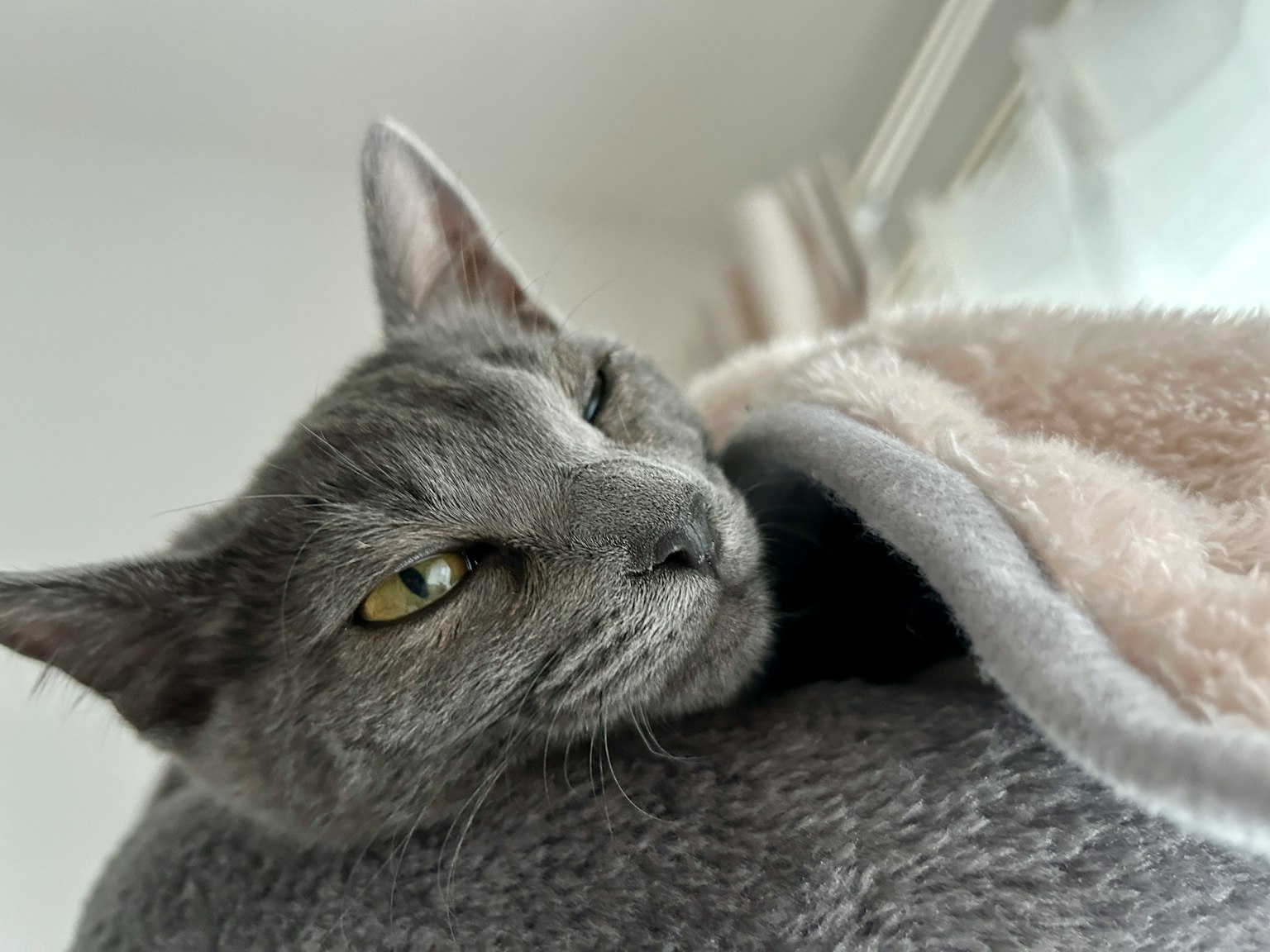 灰色猫在毯子上放松