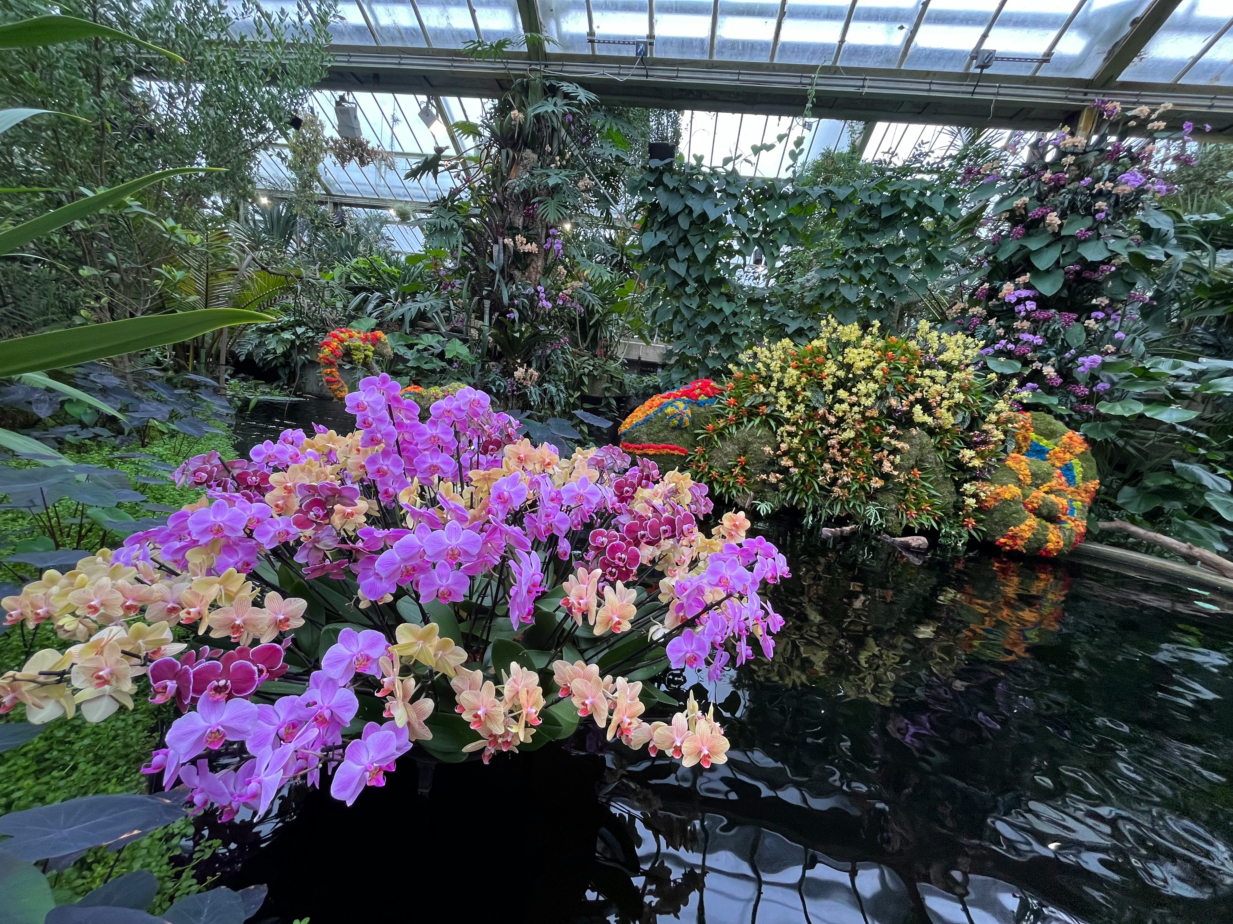 bunte Blumen neben einem Teich im Gewächshaus